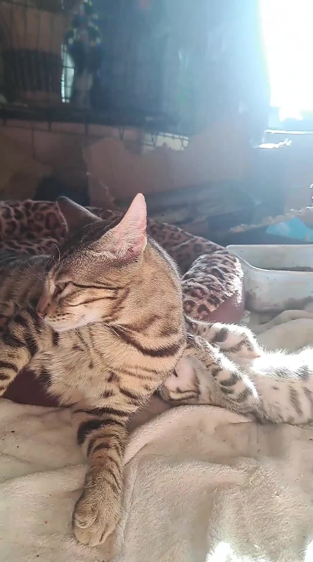 Bengal cats for sale: Snow lynx bengal x kittens  - Video 1