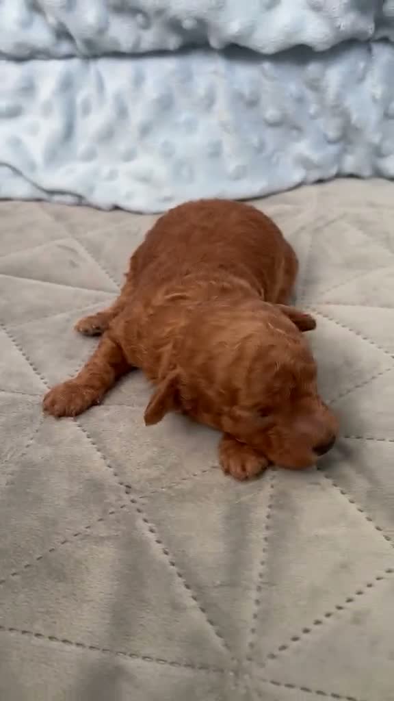 Toy Poodle dogs for sale: KC Registered Miniature Toy Poodle Puppies forSale - Video 2