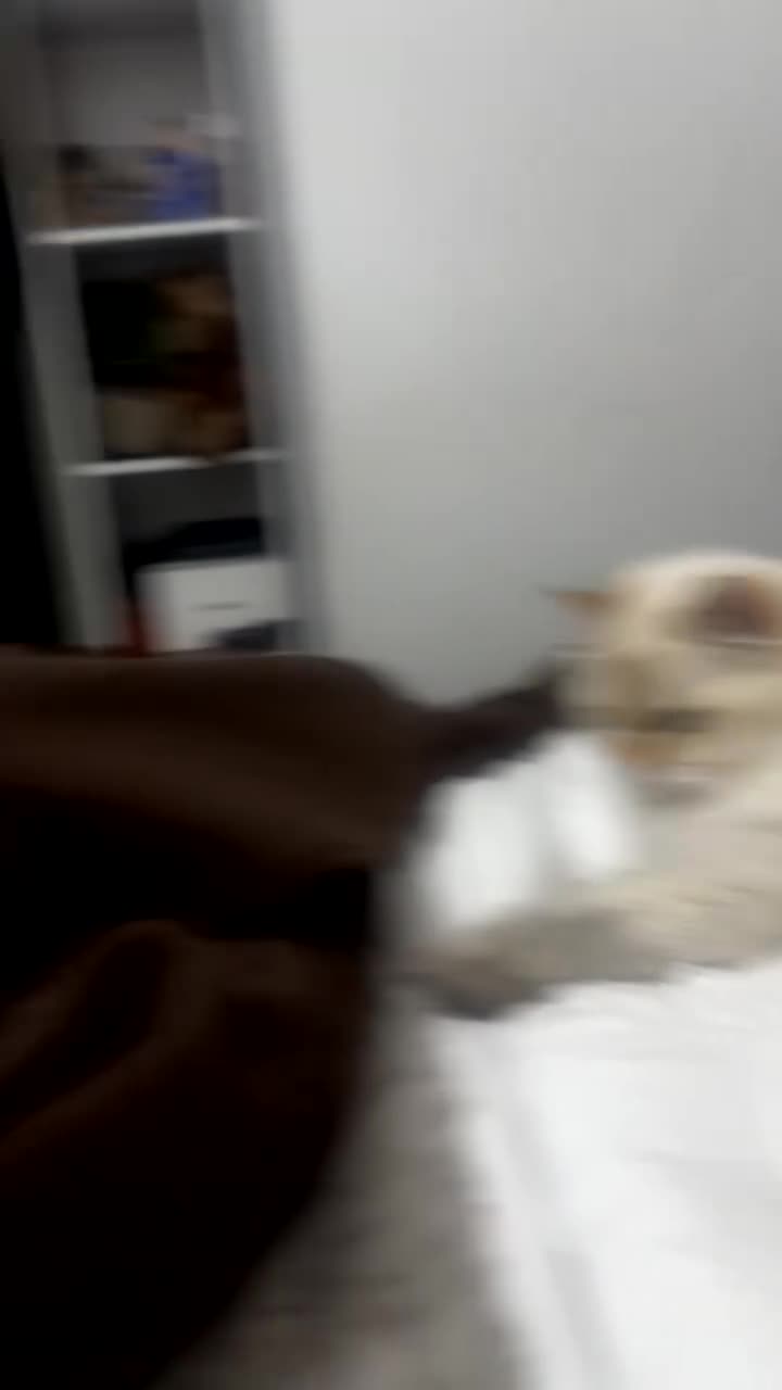 British Longhair cats for sale: British longhair  - Video 1