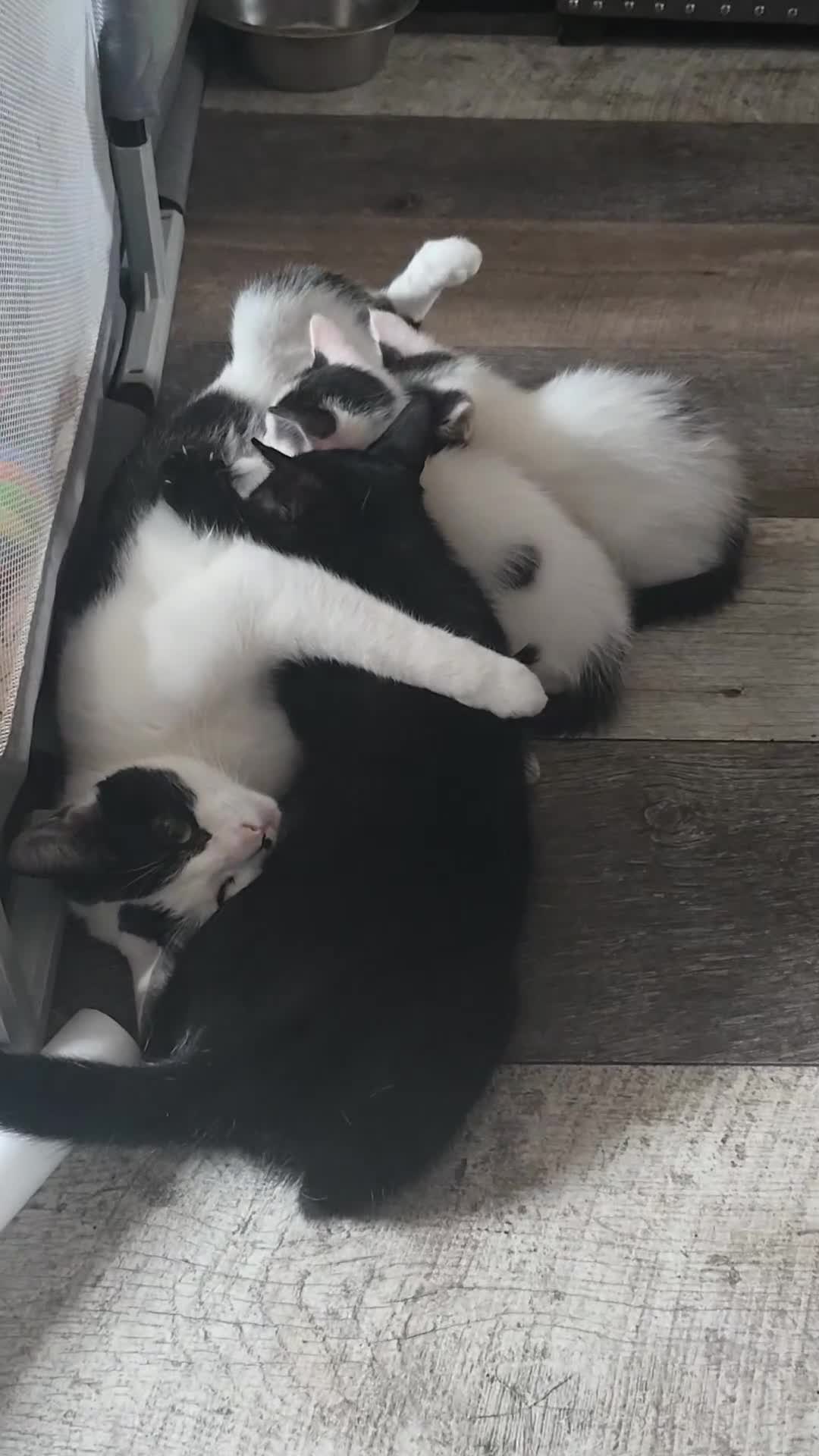 Mixed Breed cats for sale: Domestic short hair x Ragdoll - Video 1
