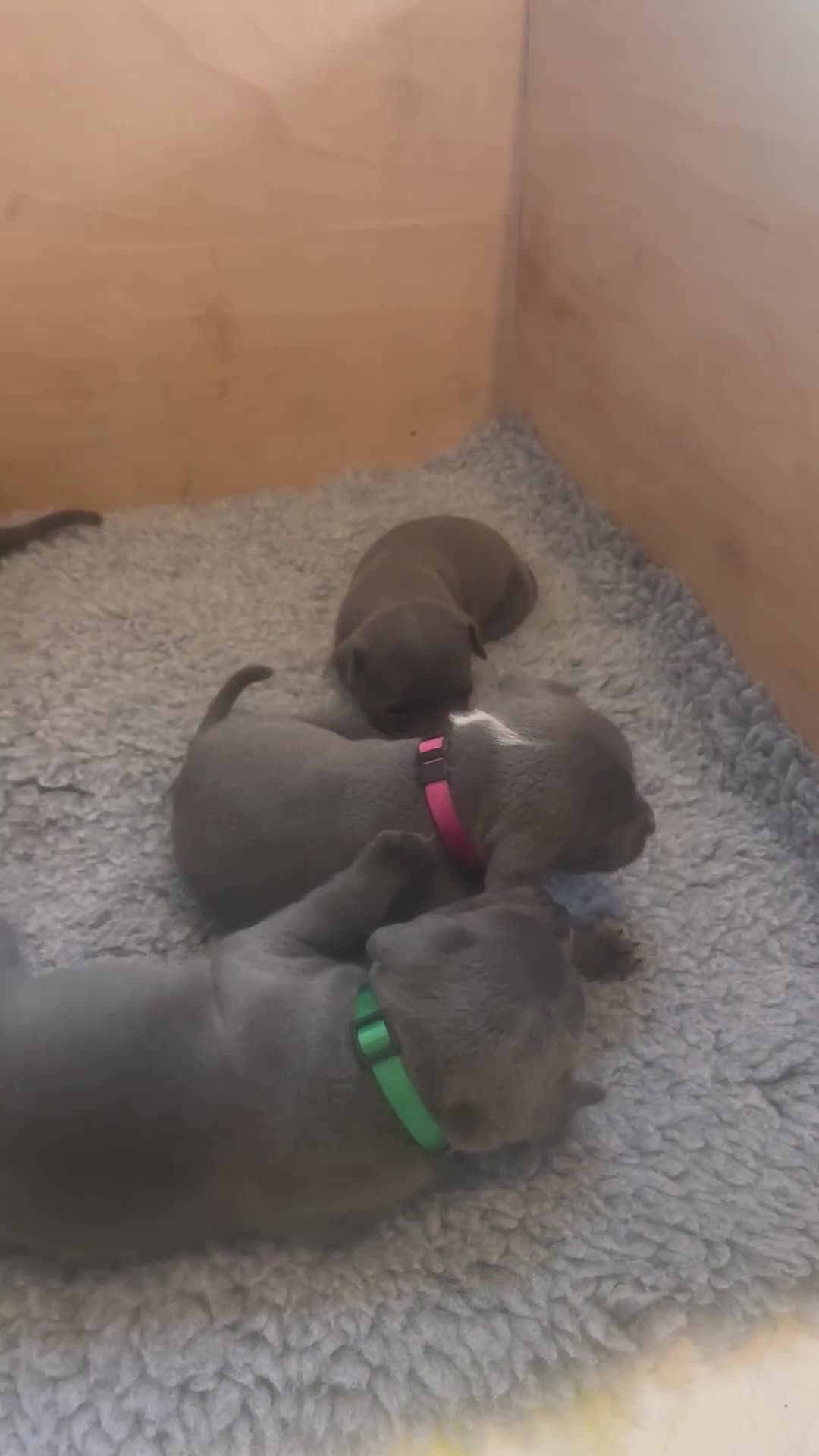 Staffordshire Bull Terrier dogs for sale: Blue Staffordshire Bull Terrier Puppies KC reg - Video 1