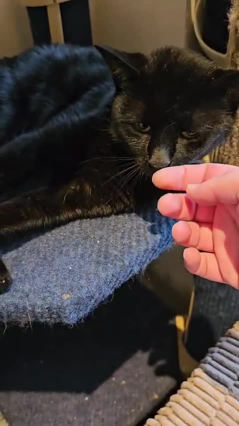 Mixed Breed cats for adoption: Ozzy deserves better  - Video 1