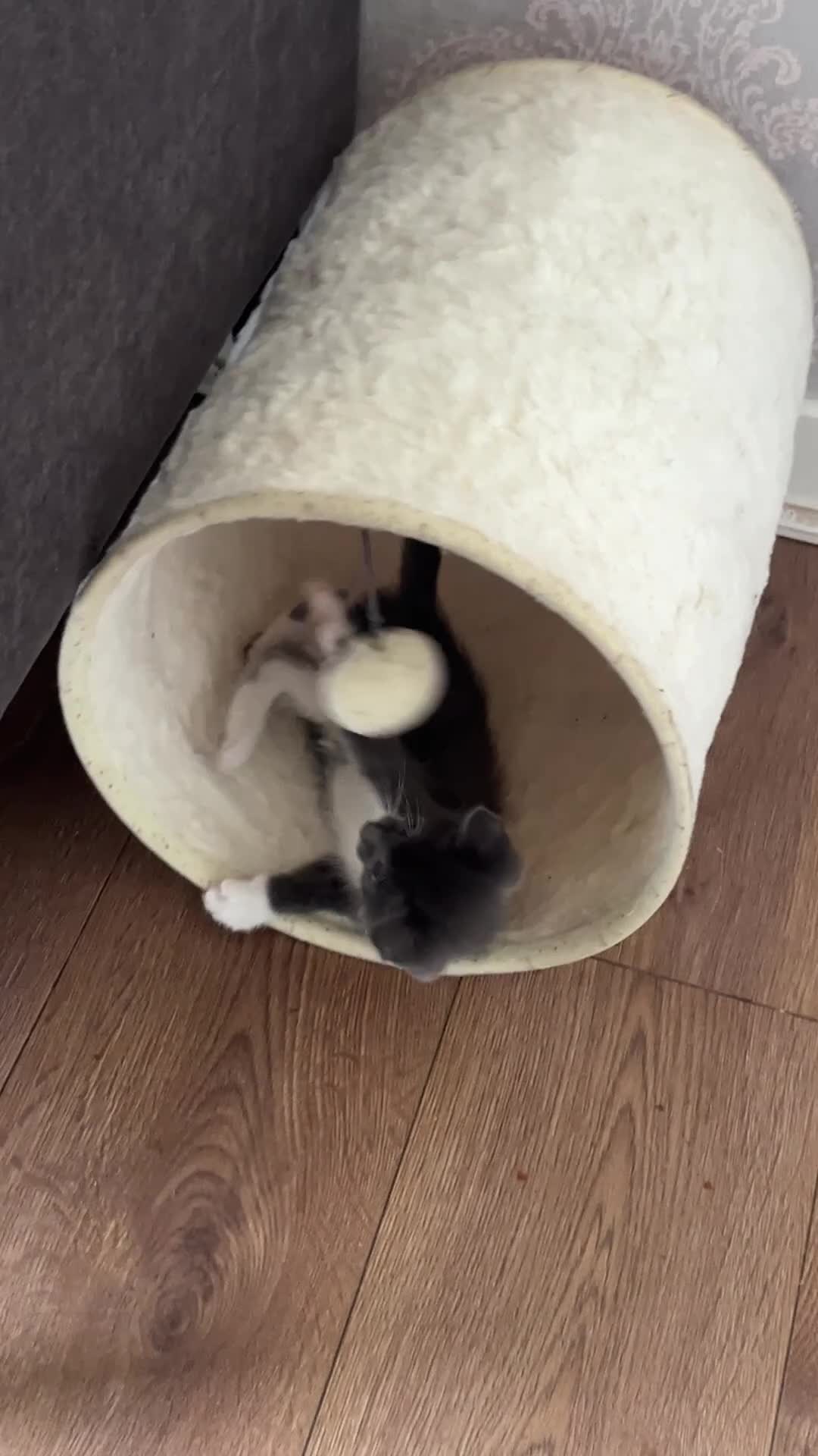 Domestic Shorthair cats for sale: Beautiful grey kittens available now - Video 1