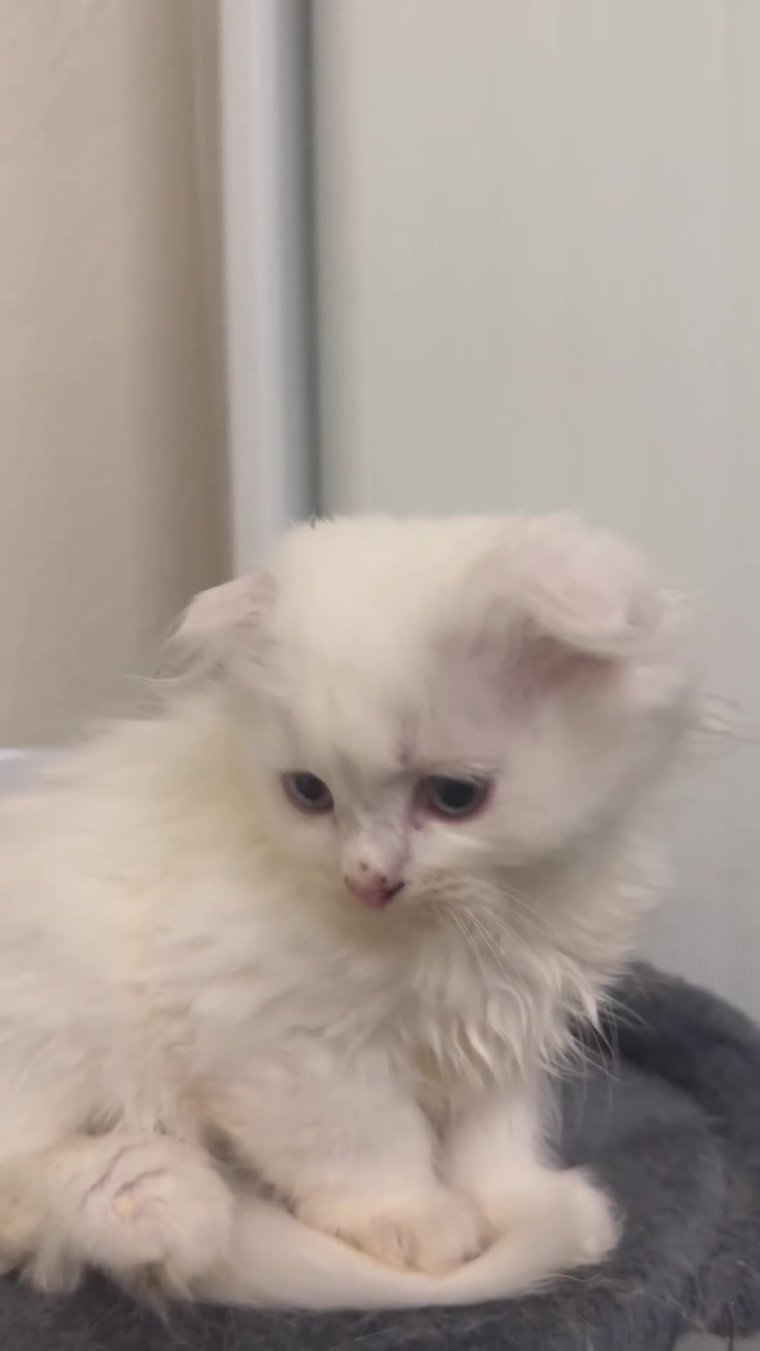 Scottish Fold cats for sale: Scottish fold kittens  - Video 2