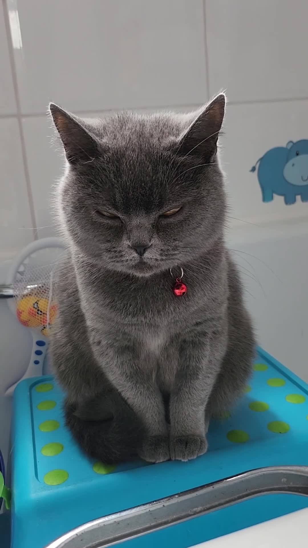 British Shorthair cats for sale: Lovely bsh looking for her forever home - Video 1