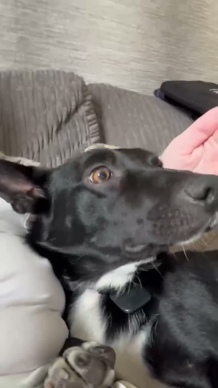 Mixed Breed dogs for sale: 2 year old beautiful Border Collie in Evesham - Video 1