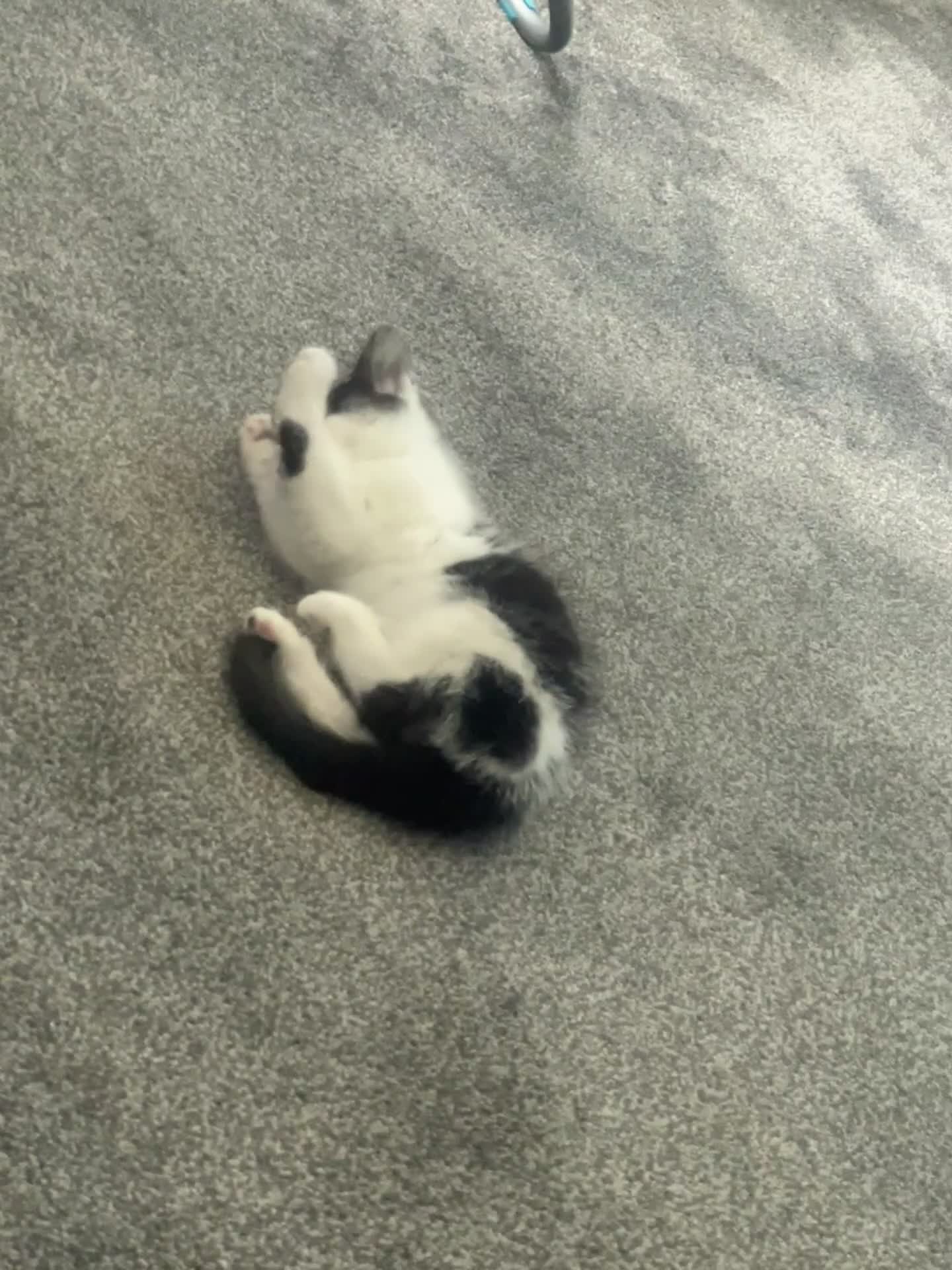 Mixed Breed cats for sale: Kittens for sale - Video 1