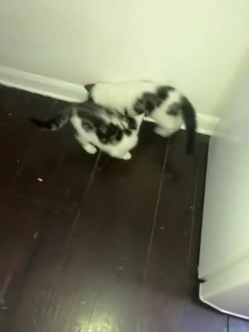 Mixed Breed cats for sale: Beautiful kittens for sale ready for collection - Video 1