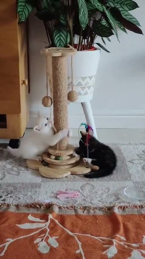 European cats for sale: Adorable Kittens - Video 3