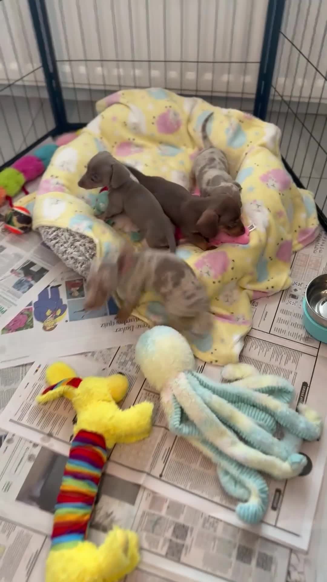 Miniature Dachshund dogs for sale: Stunning Kennel Club Registered Litter - Video 3