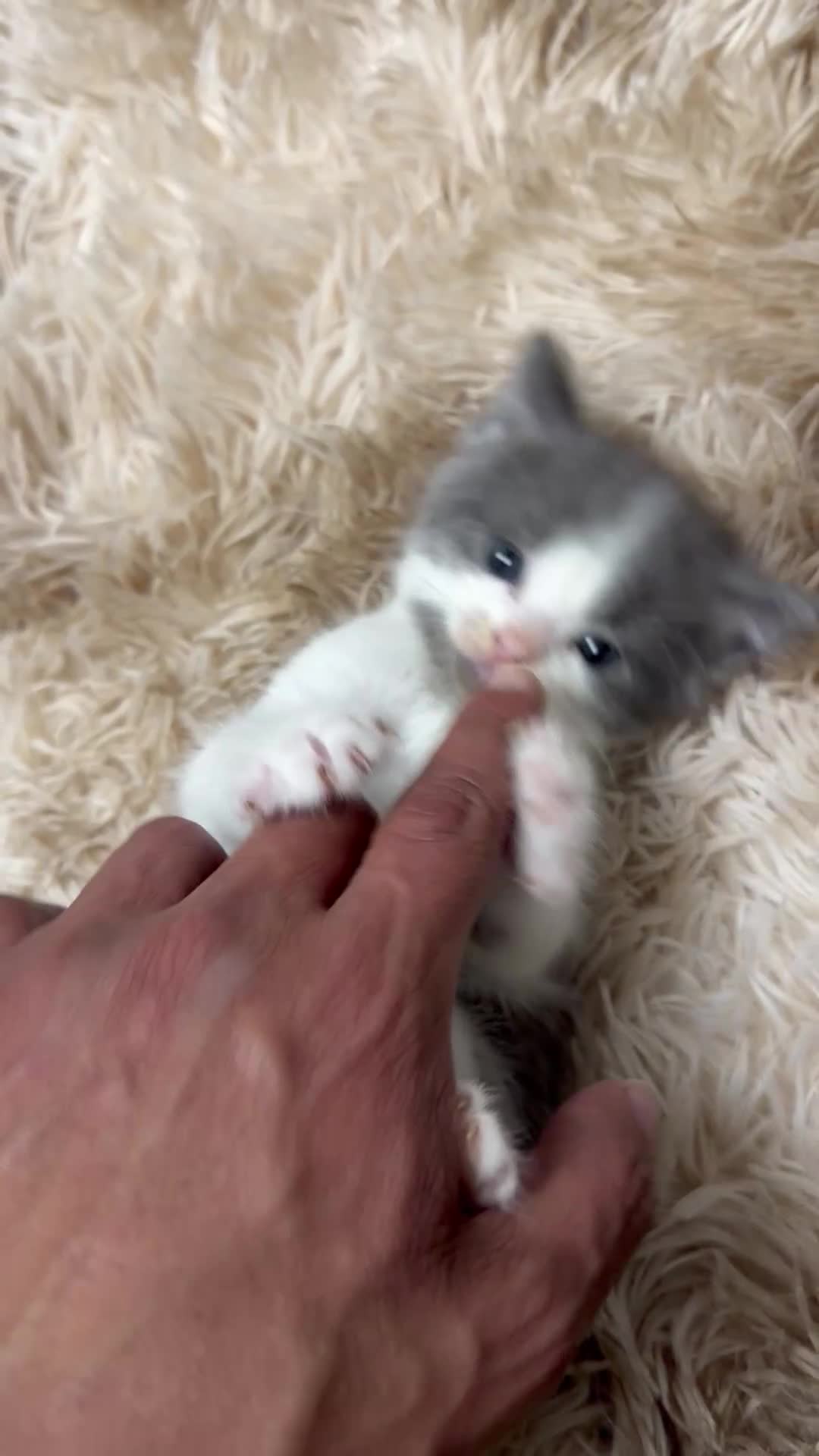 Ragdoll cats for sale: Ragdoll/Turkish Angora 8 Weeks Old Blue-Eyed - Video 1