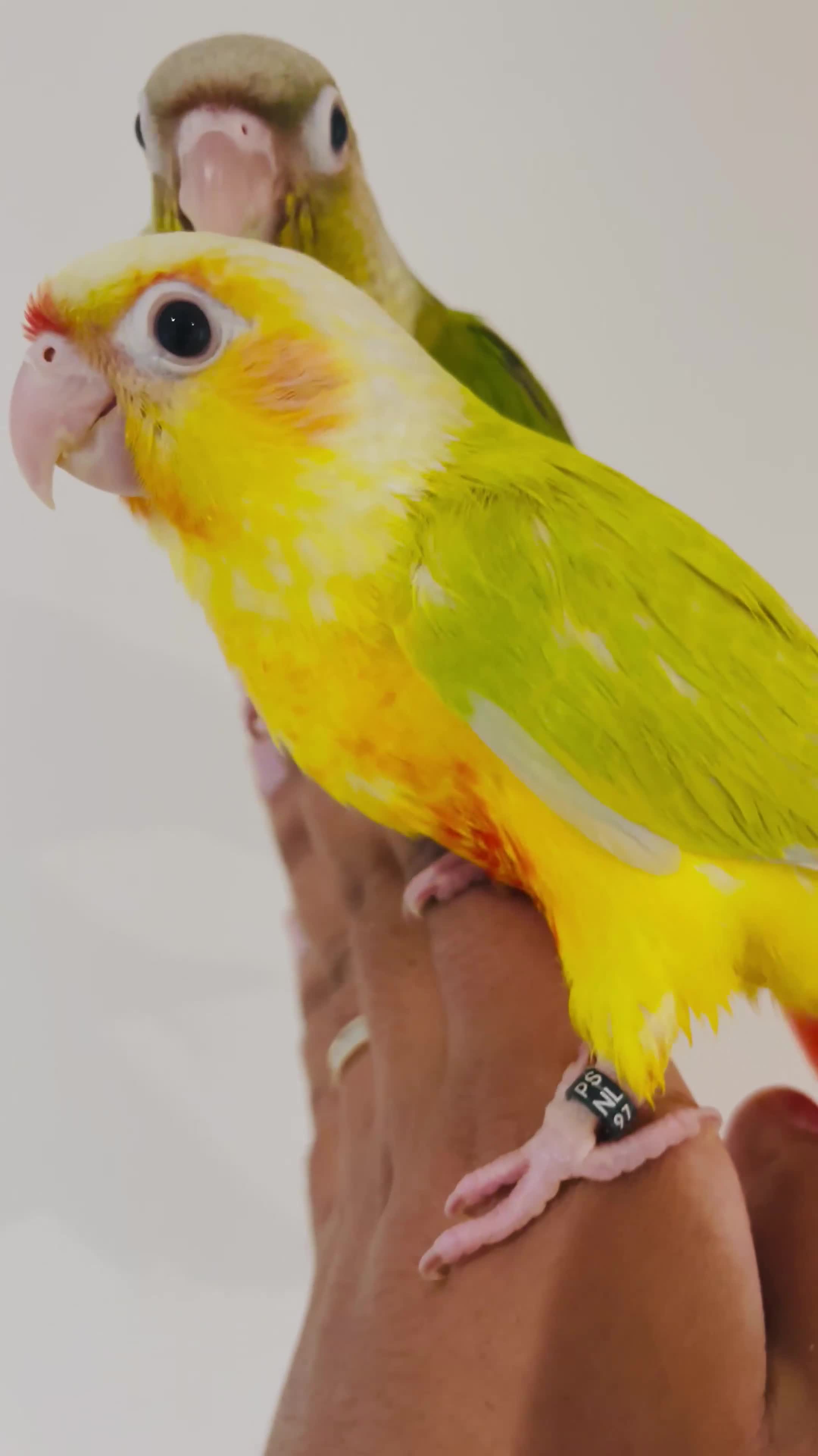 Conures birds for sale: Hand reared conures for sale - Video 2