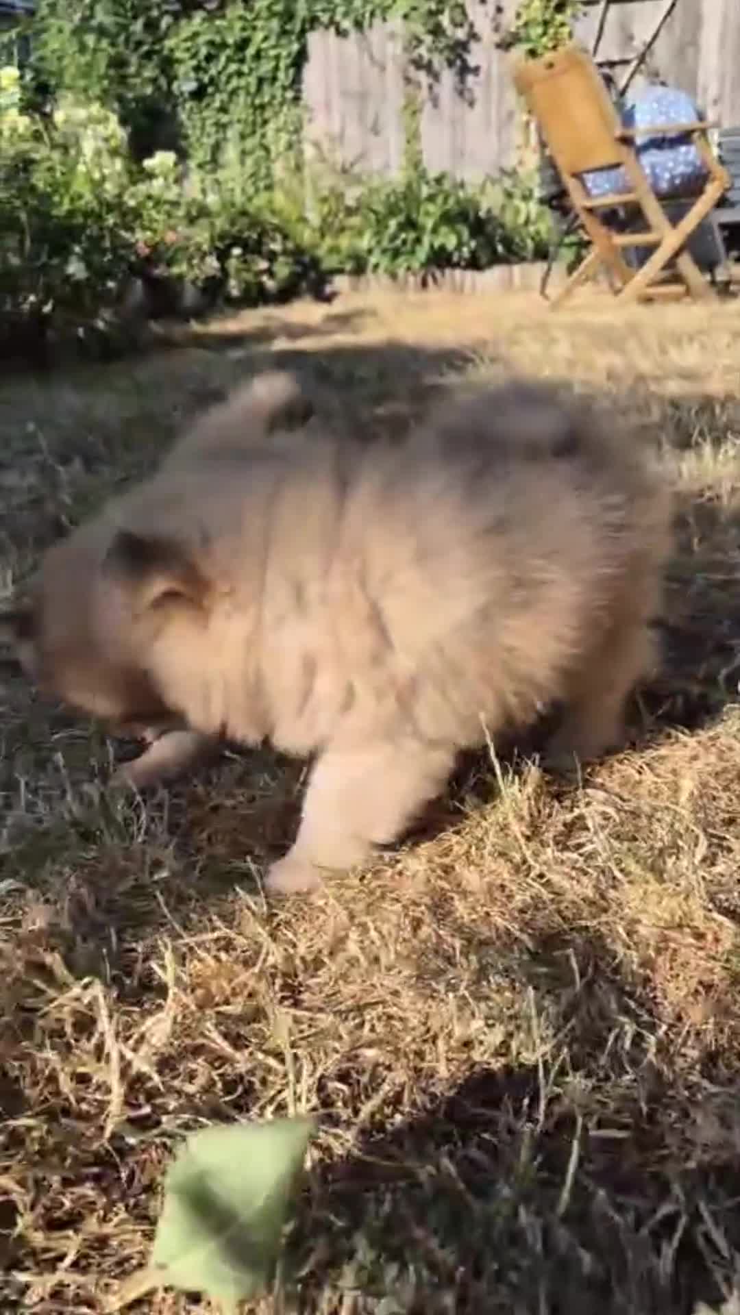 Pomeranian dogs for sale: Two Lovely Sable Purebred Pomeranian Puppies - Video 3