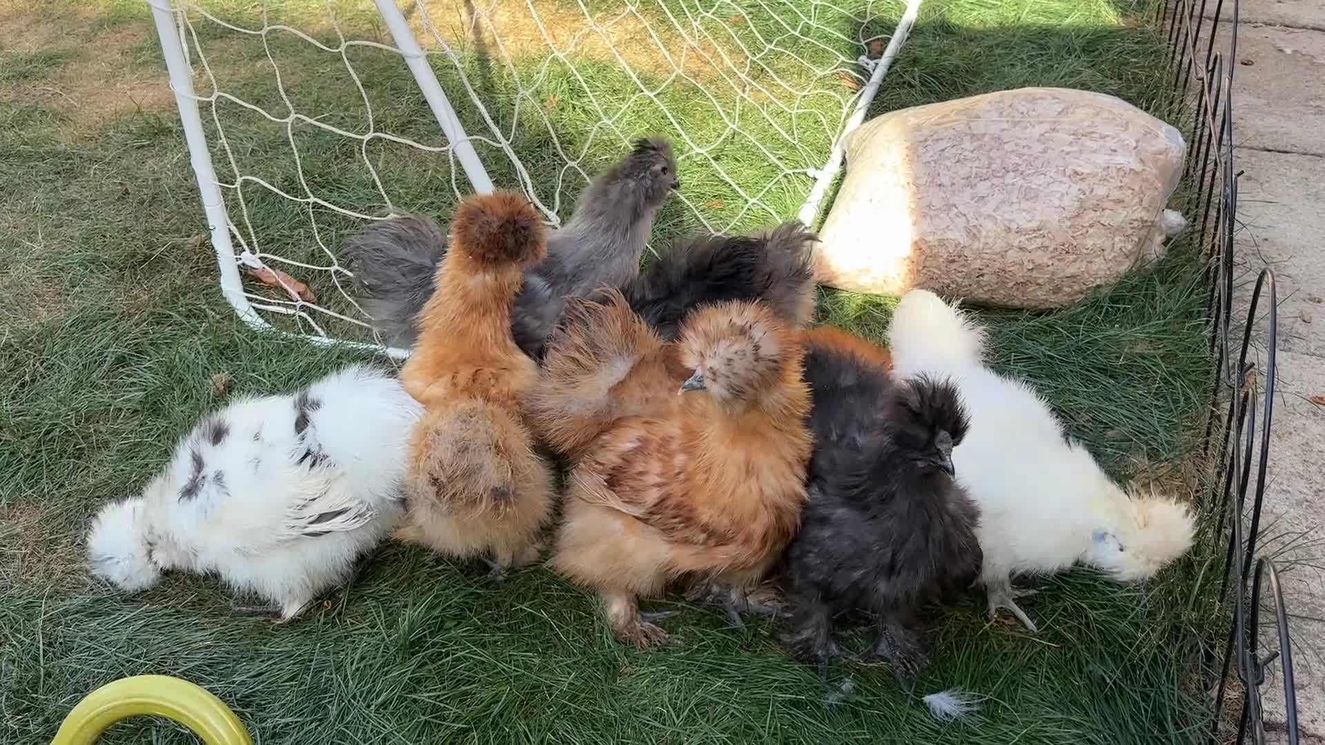 Chickens poultry for sale: Unsexed USA silkie growers  - Video 1