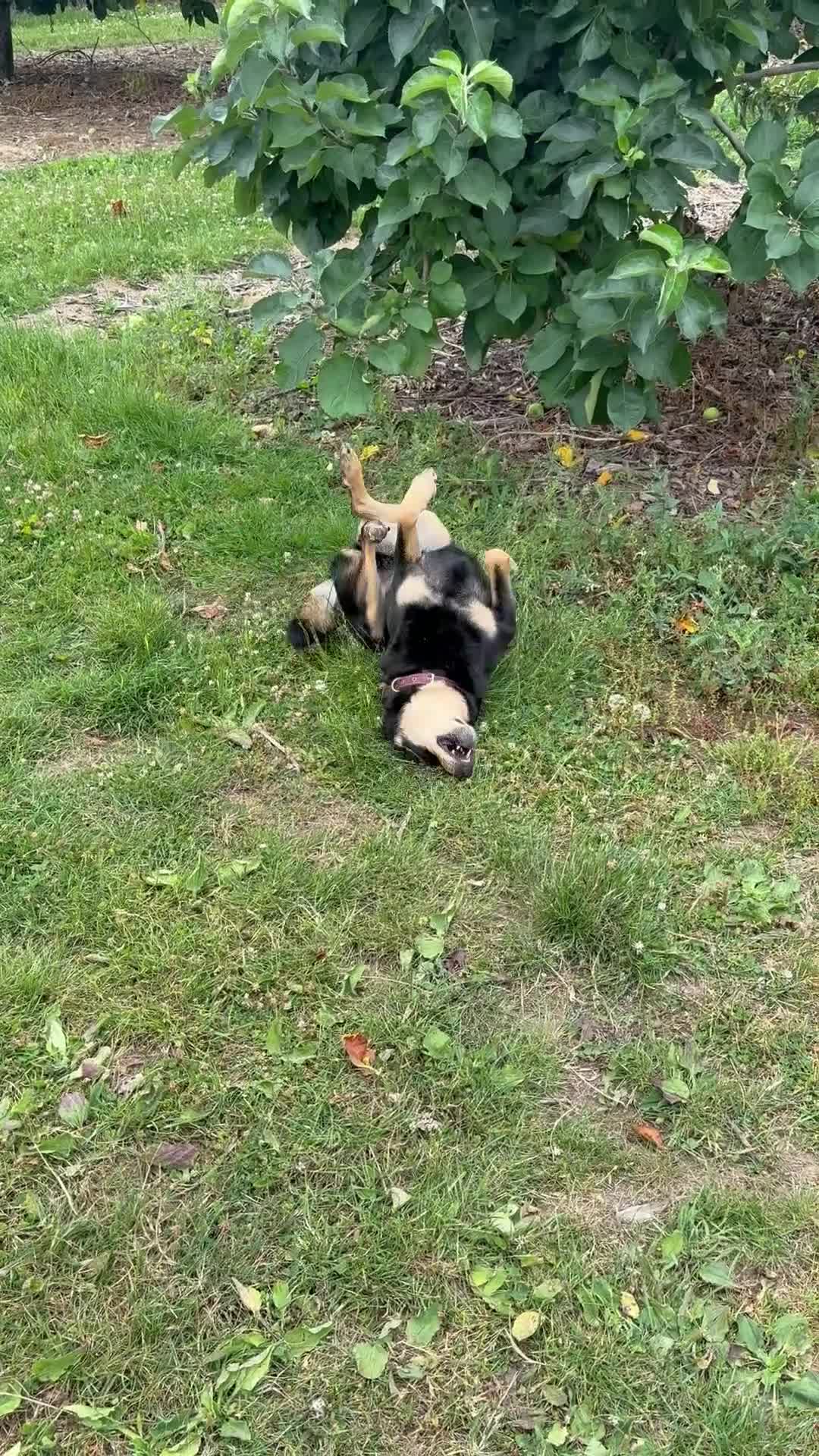 German Shepherd dogs for adoption: Gatto  in West Malling - Video 5