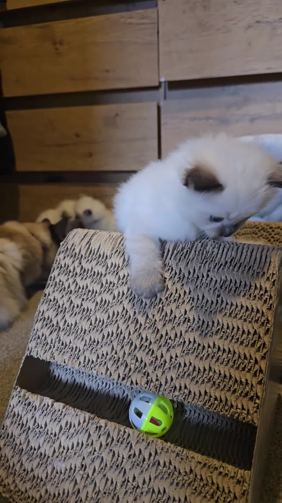 Ragdoll cats for sale: Affectionate Ragdoll Kittens Health-Tested Line - Video 1