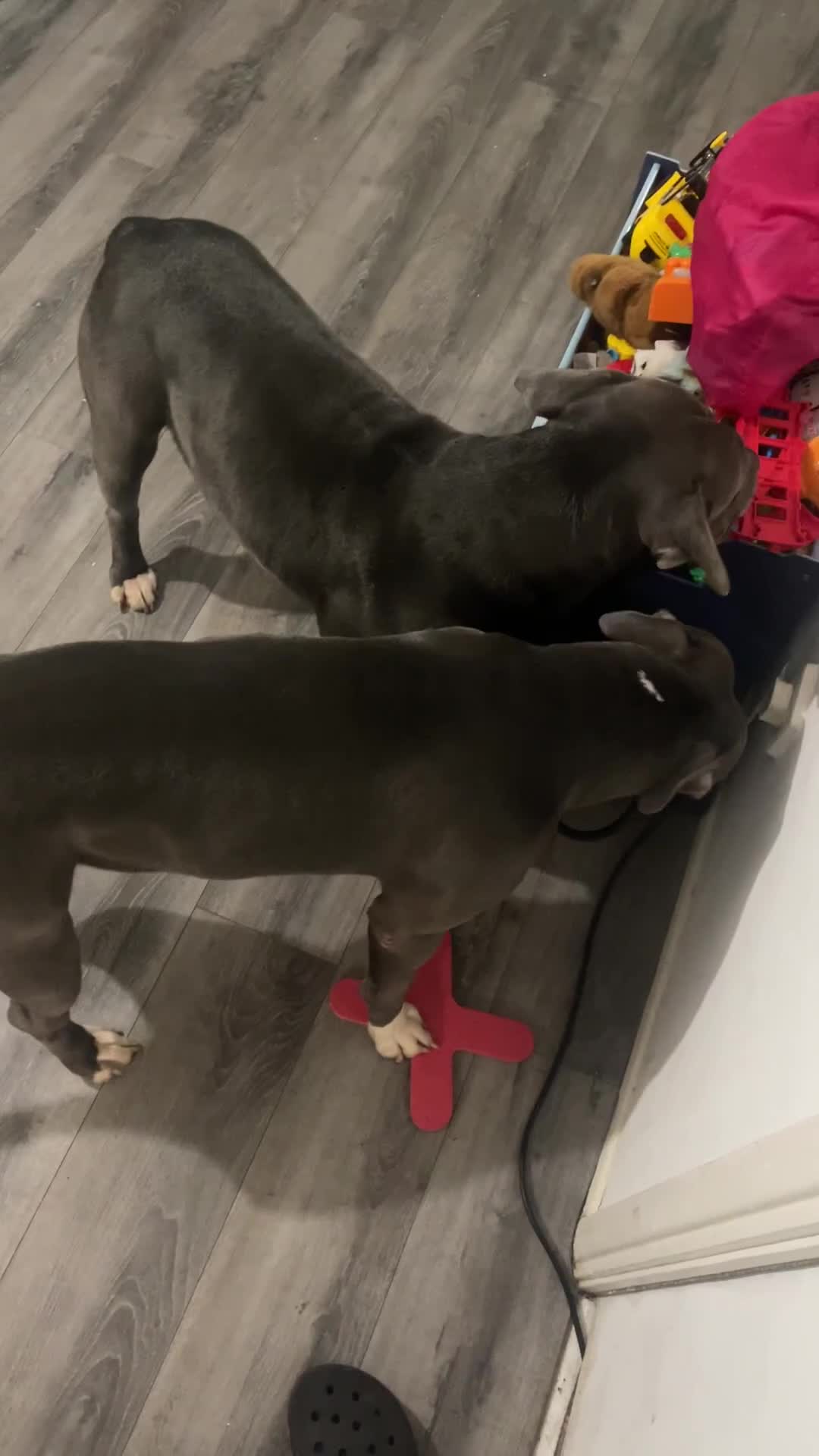 American Bull Staffy dogs for stud: Staffy cross (Snoop) - Video 1