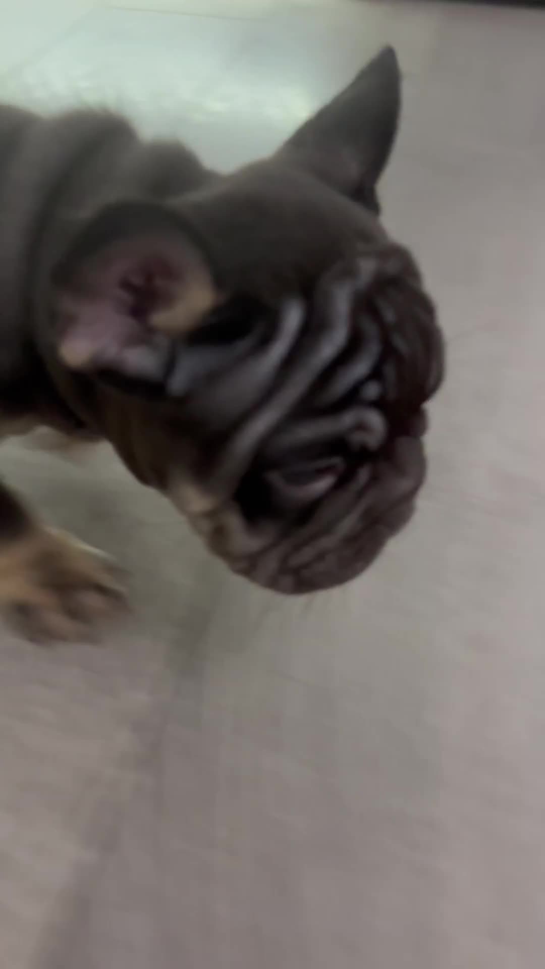 French Bulldog dogs for sale: French Bulldog - Male  - Video 1