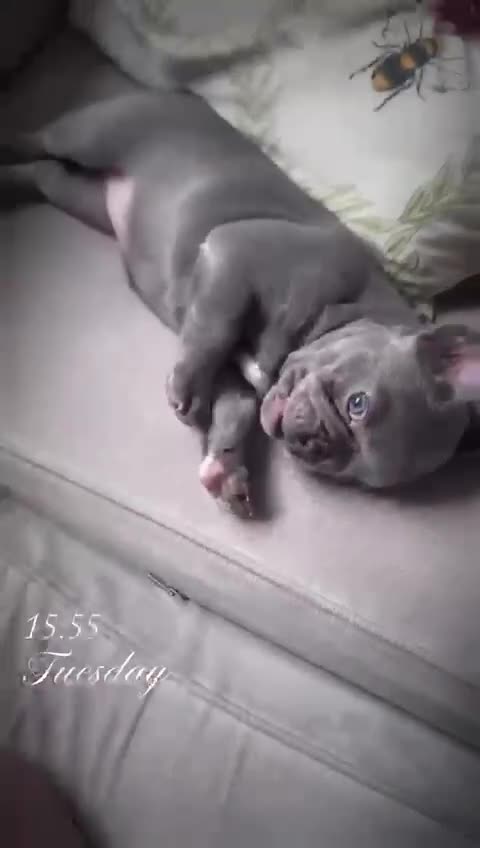 French Bulldog dogs for sale: French bulldog pups 🐶  - Video 2