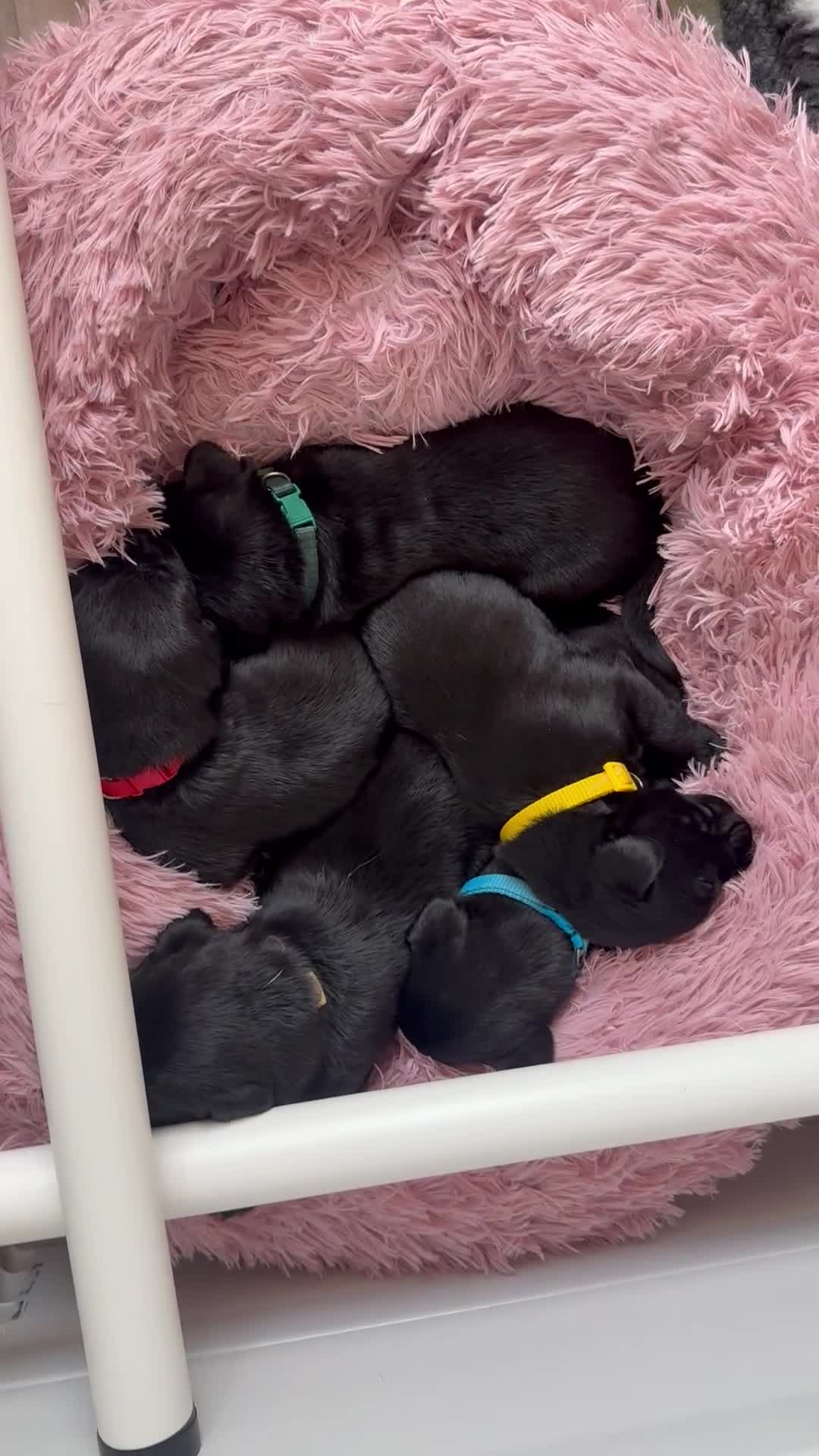 Labrador Retriever dogs for sale: LABRADOR RETRIEVER PUPPIES – HEALTH TESTED in Hull - Video 3