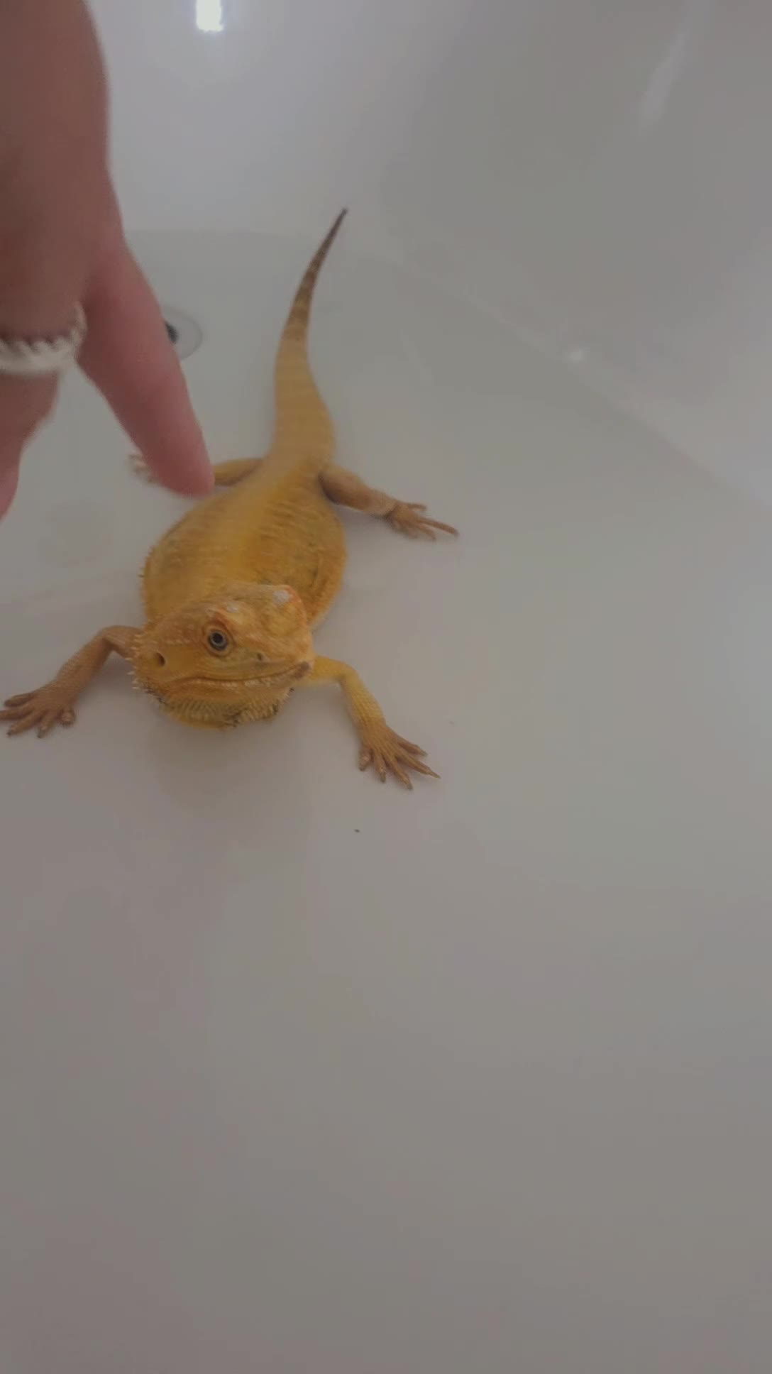 Bearded Dragon reptiles for sale: Our sweet friendly dragon.  in Dover - Video 2