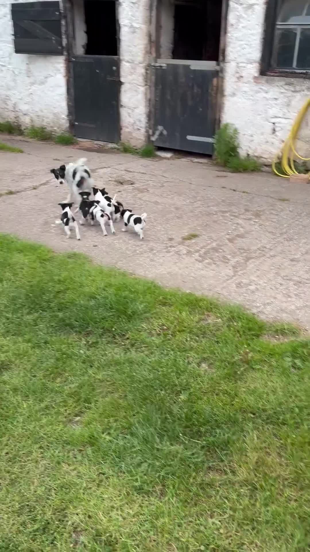 Jack Russell dogs for sale: Gorgeous Jack Russell Puppies in Ruthin - Video 1