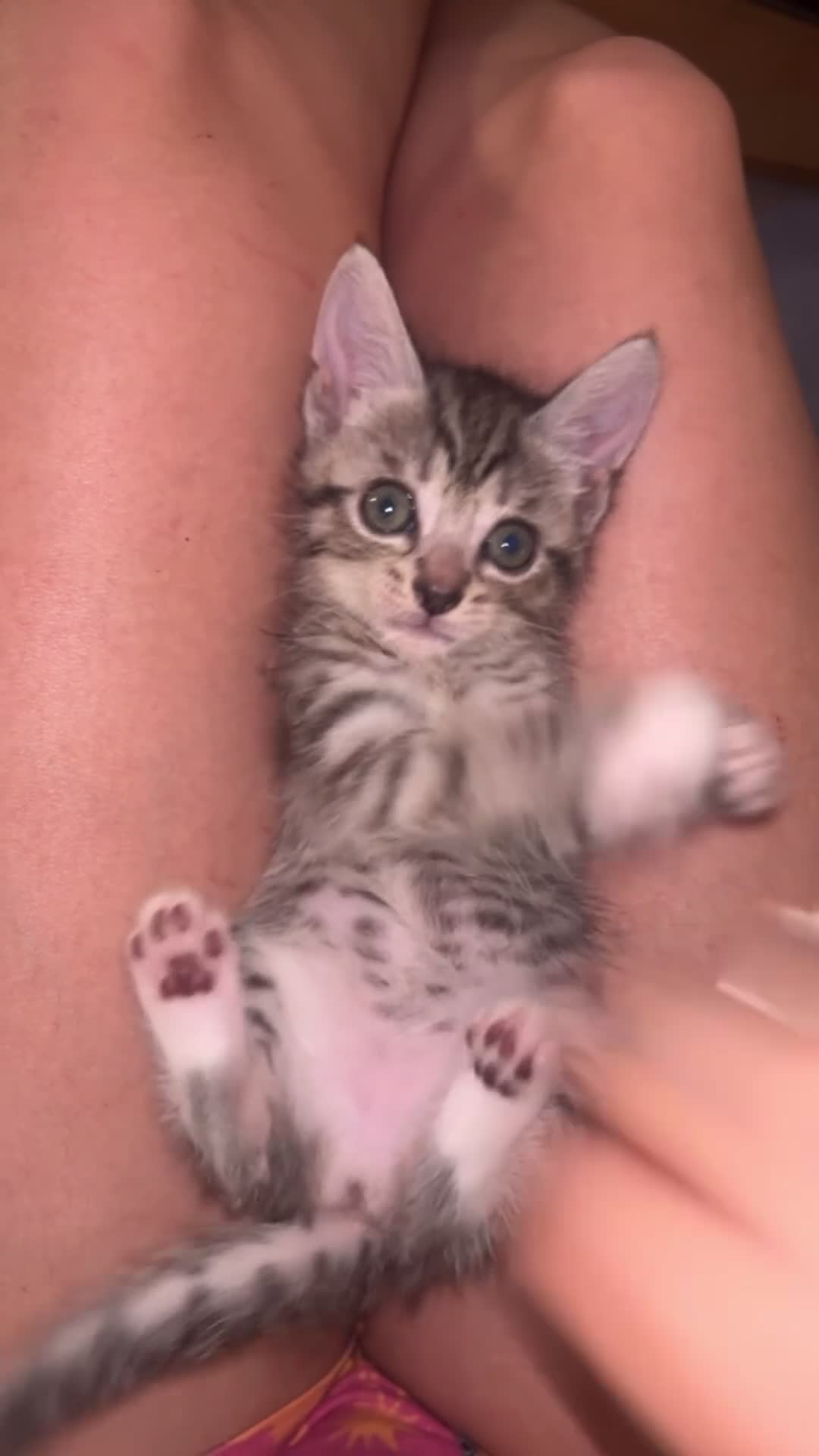 Mixed Breed cats for sale: READY NOW STUNNING KITTENS - Video 1