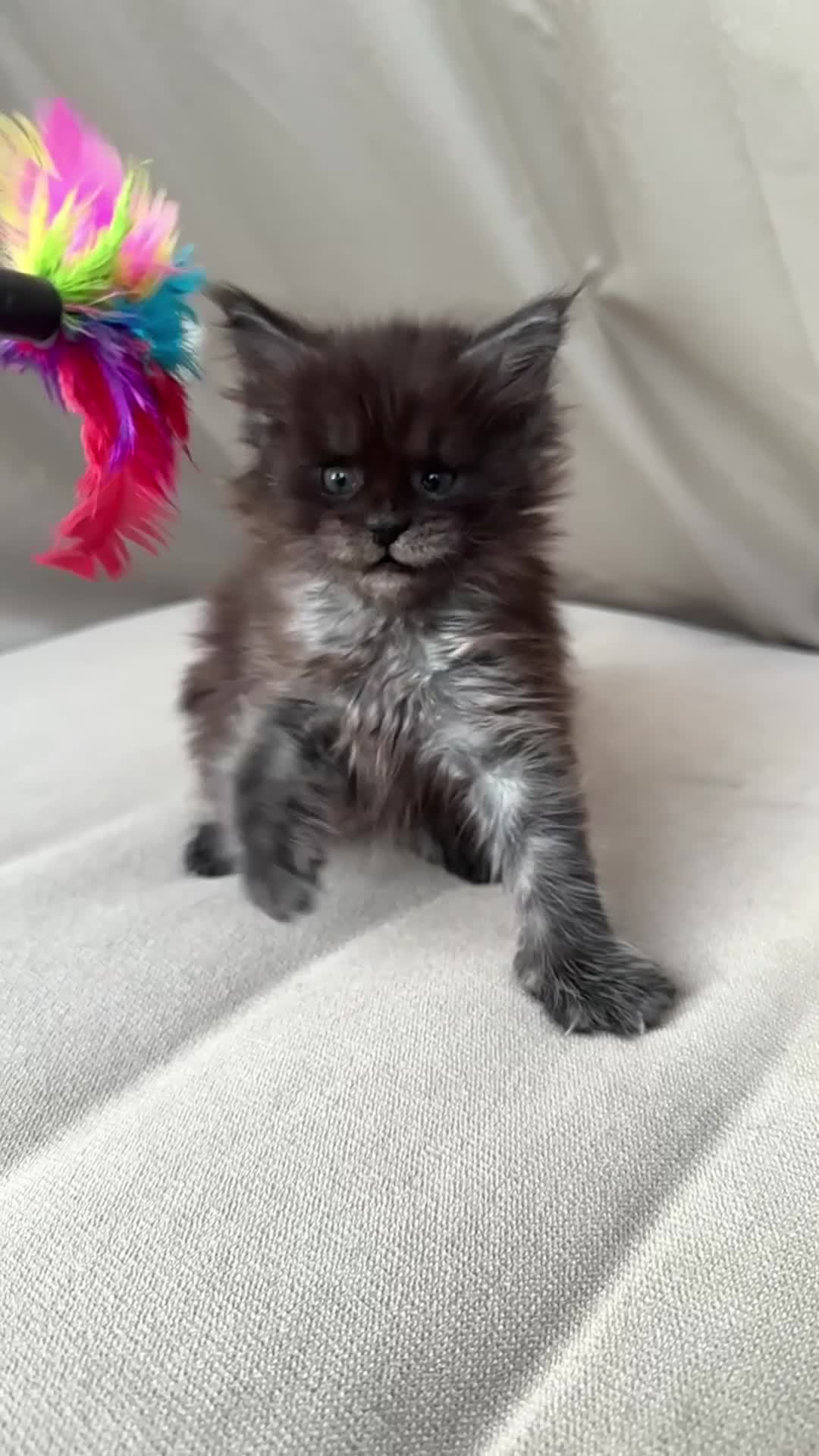 Maine Coon cats for sale: Maine coon girl - Video 1