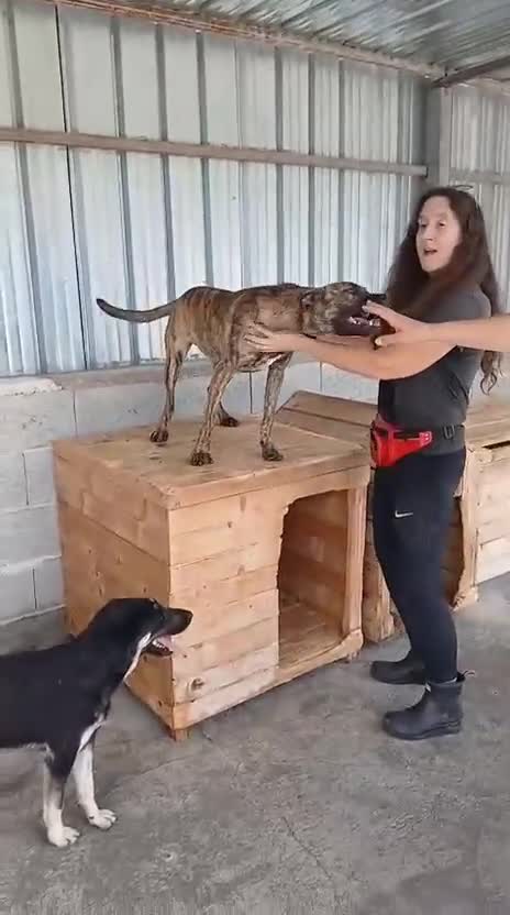 Mixed Breed dogs for adoption: Brindle, approx 7 months. Available for adoption. - Video 1
