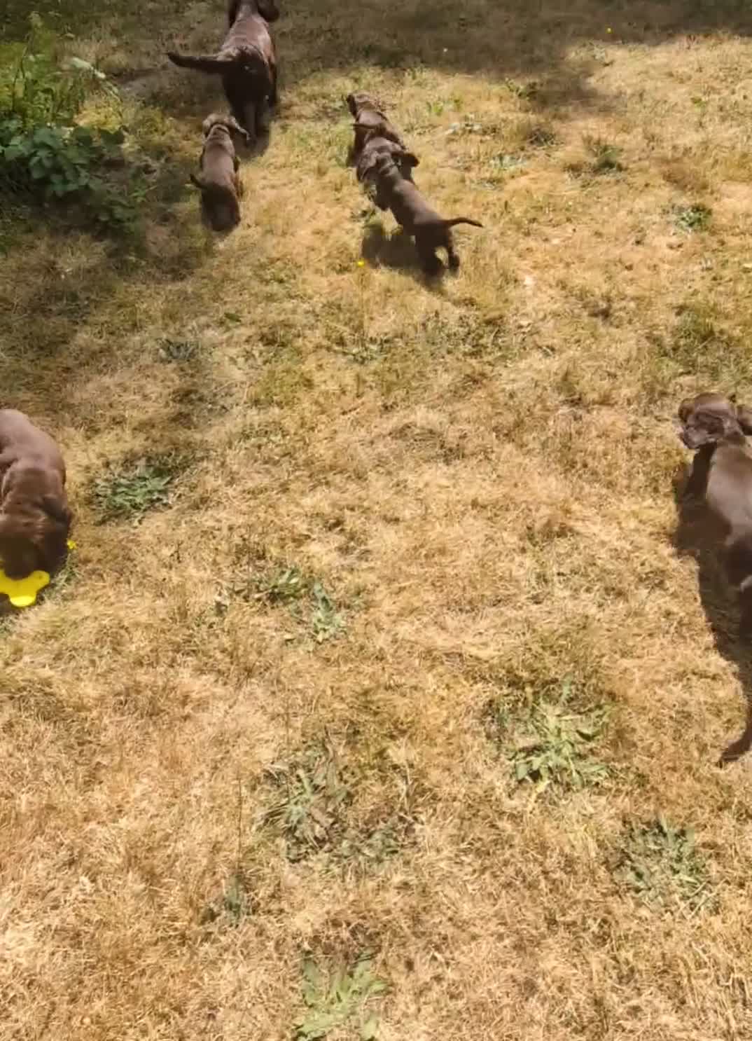 Sprocker dogs for sale: Beautiful F1B Sprocker Puppies  in Welshpool - Video 2