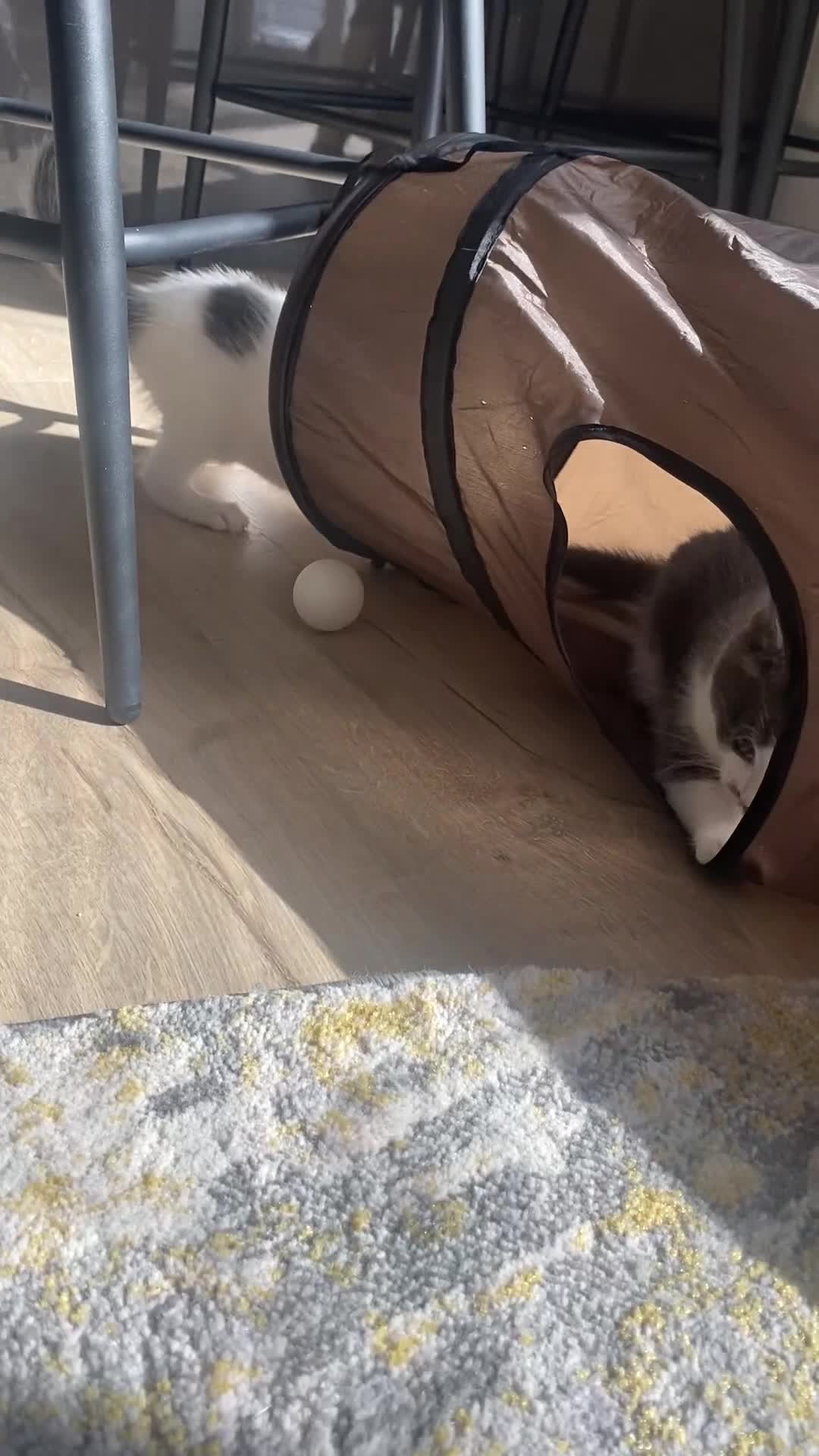 Mixed Breed cats for sale: 2 kittens, boys - Video 2