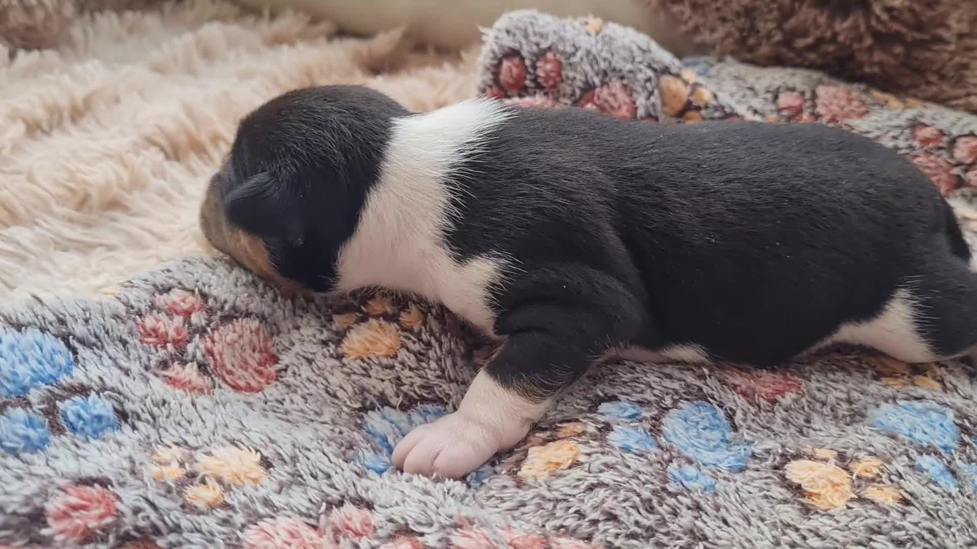 Basenji dogs for sale: ✨ Purebred Basenji Puppies all reserved now!✨ - Video 4