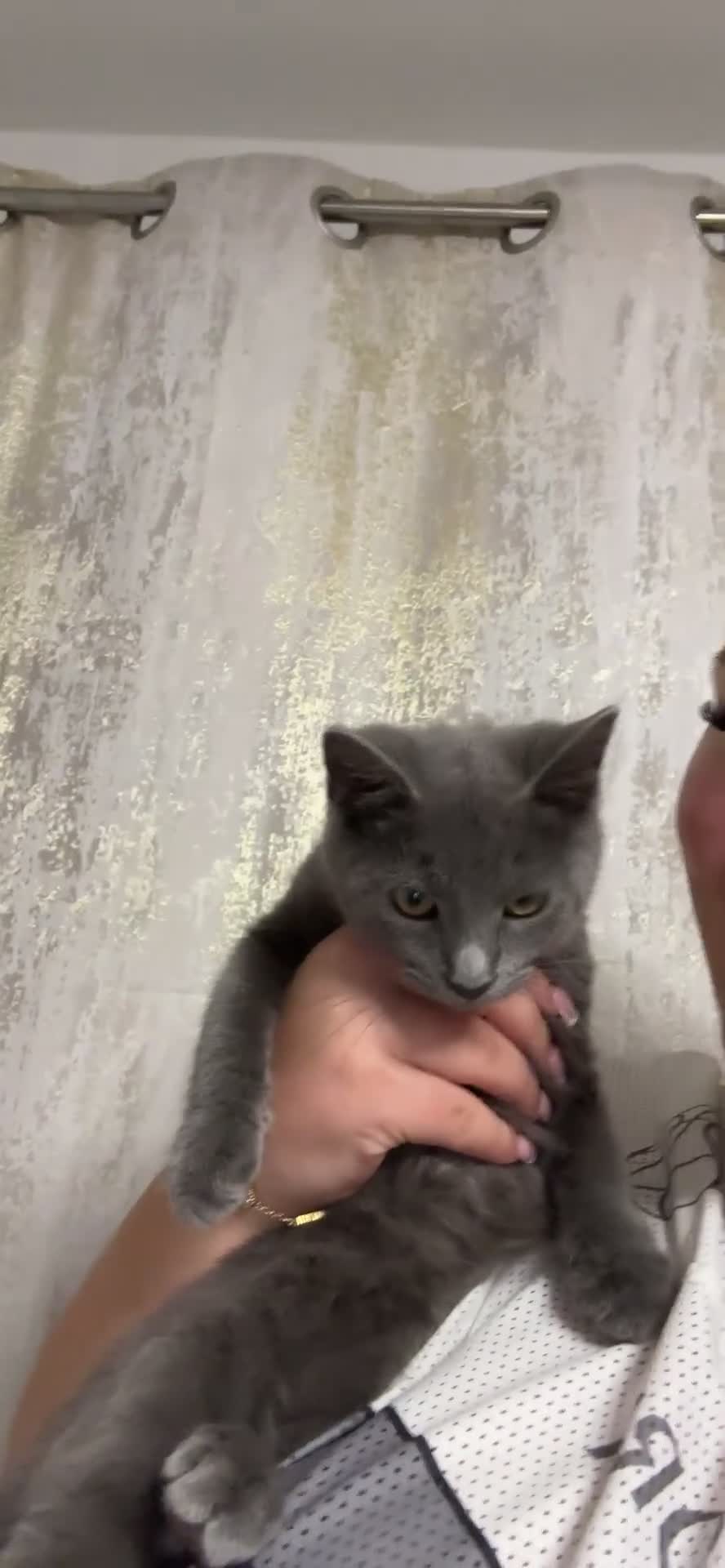 Domestic Shorthair cats for sale: kitten for sale  in Tilbury - Video 1