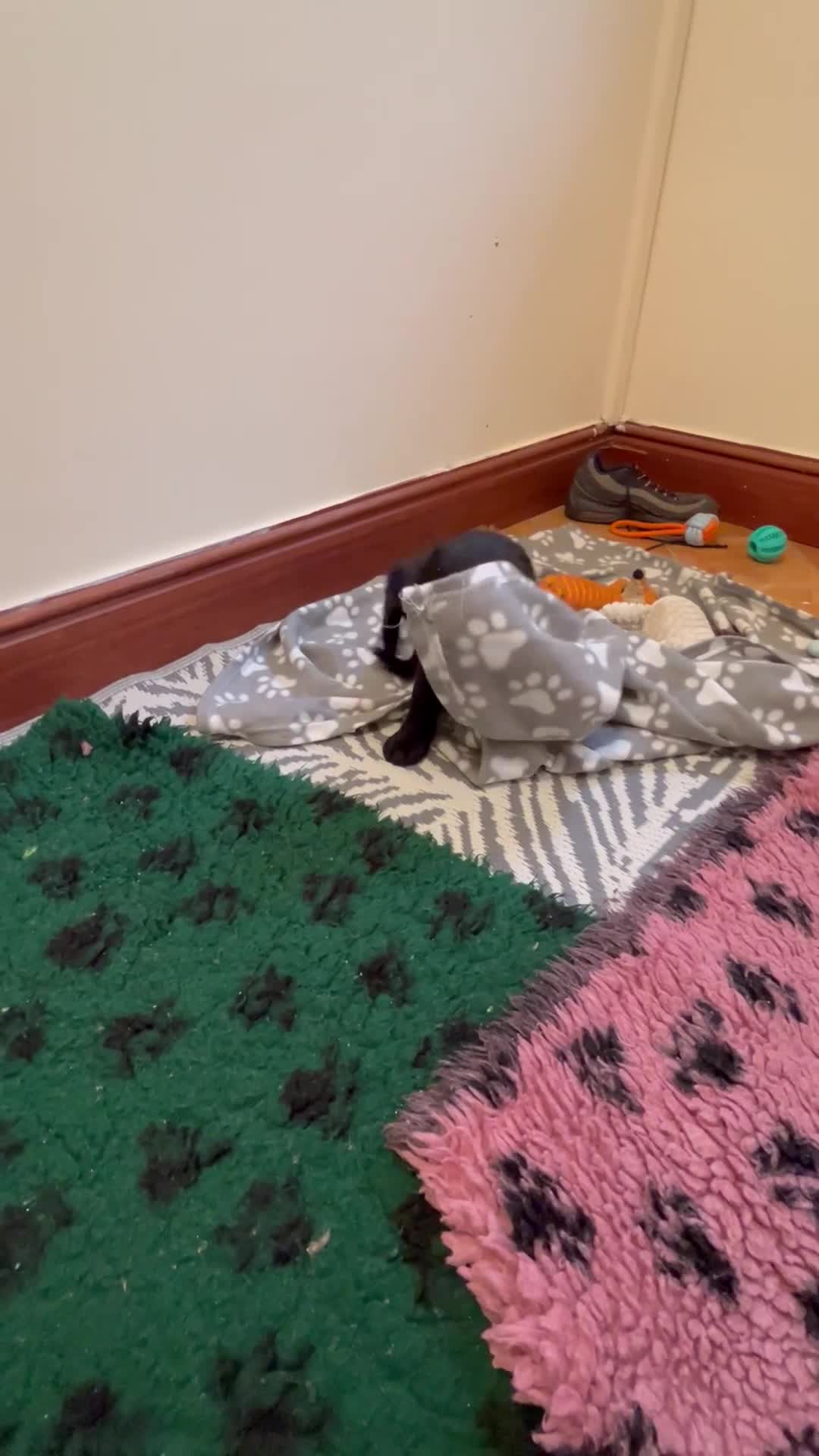 Cocker Spaniel dogs for sale: ✨ Cuddles Await from our Cocker Spaniel Pups  - Video 4