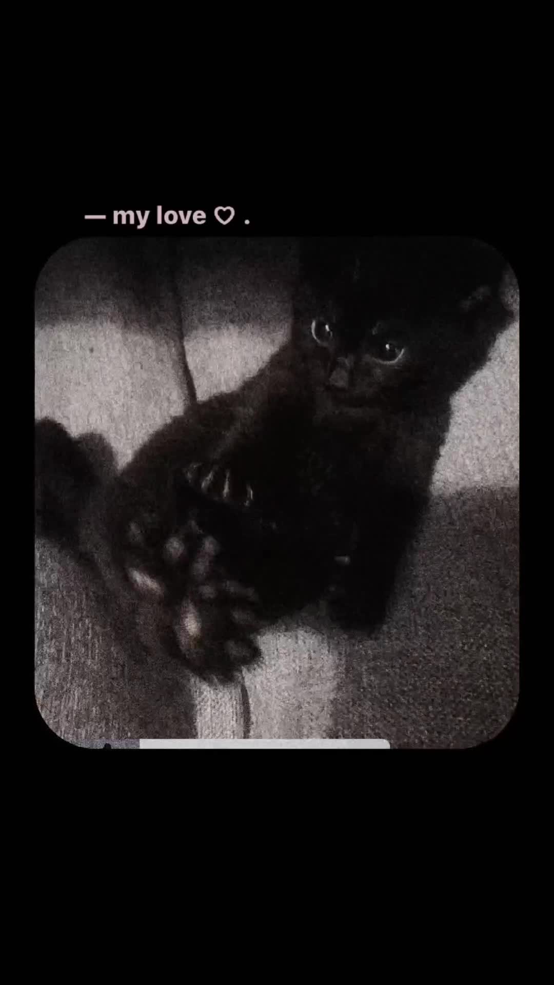Mixed Breed cats for sale: Kittens looking for home ginger black white black - Video 2