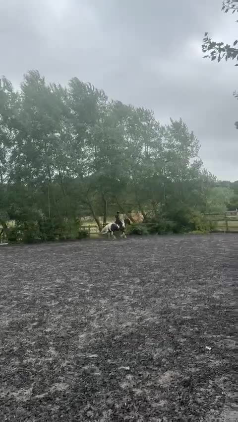 Irish Cob horses for sale: Rascal 13.3hh black and white cob - Video 2