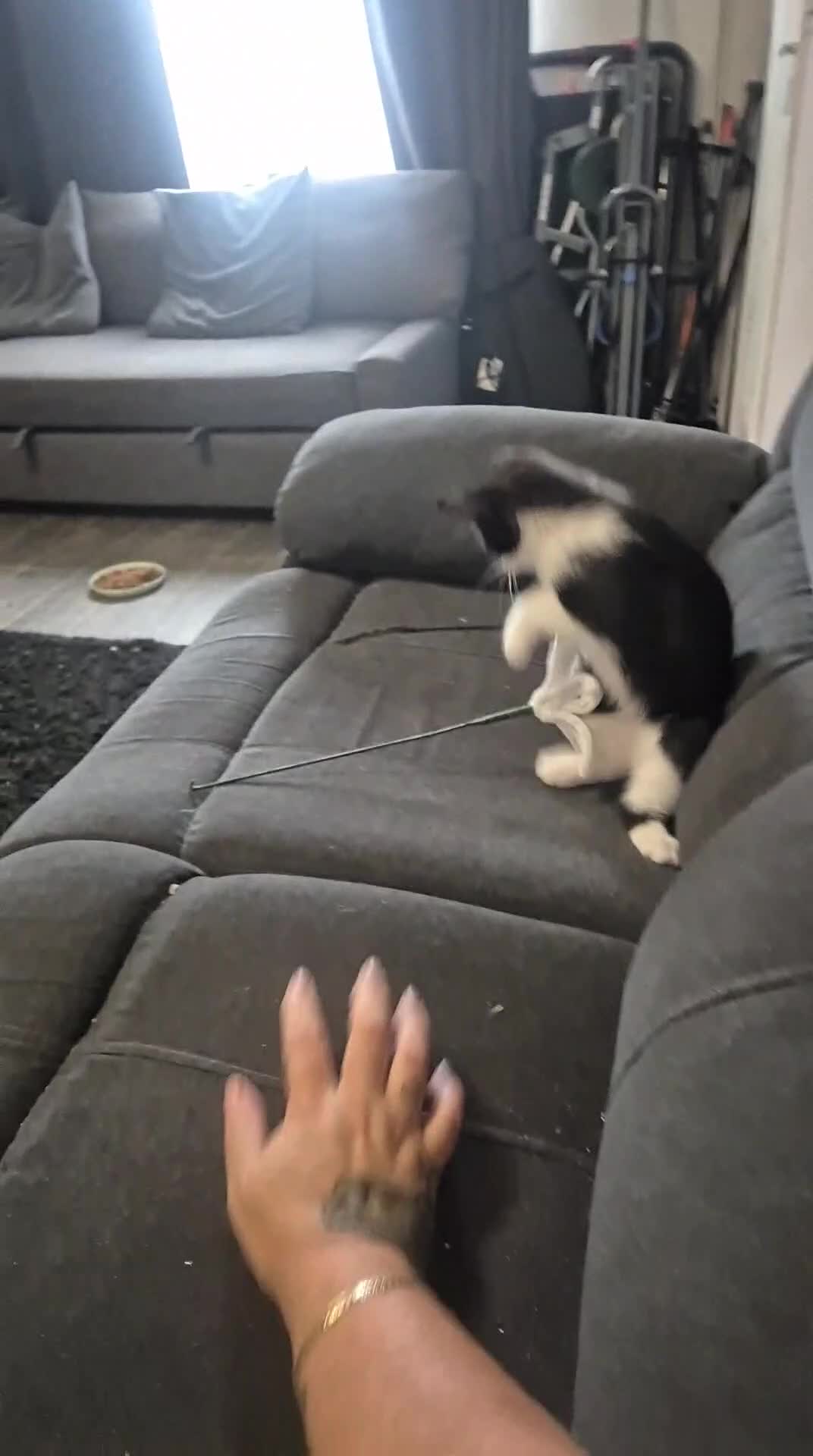 Mixed Breed cats for sale: 3 beautiful 11 week old kittens  - Video 1