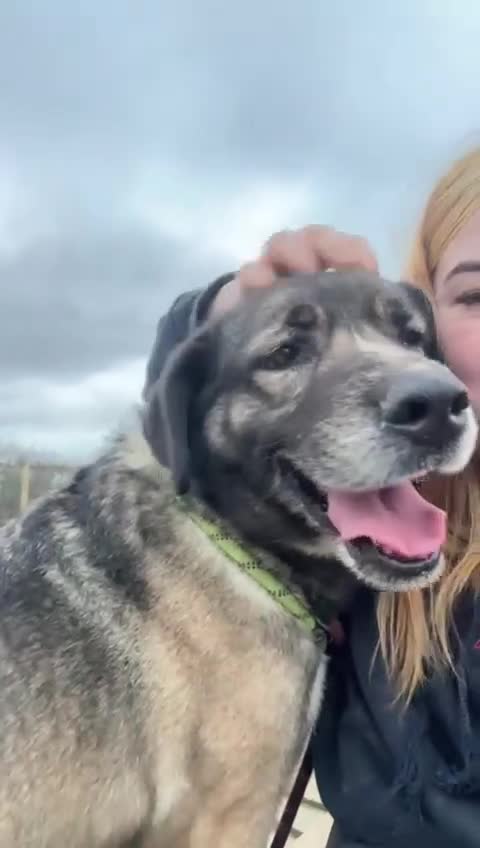 Mixed Breed dogs for adoption: Tully is waiting for a family (female only) in Worcester - Video 1