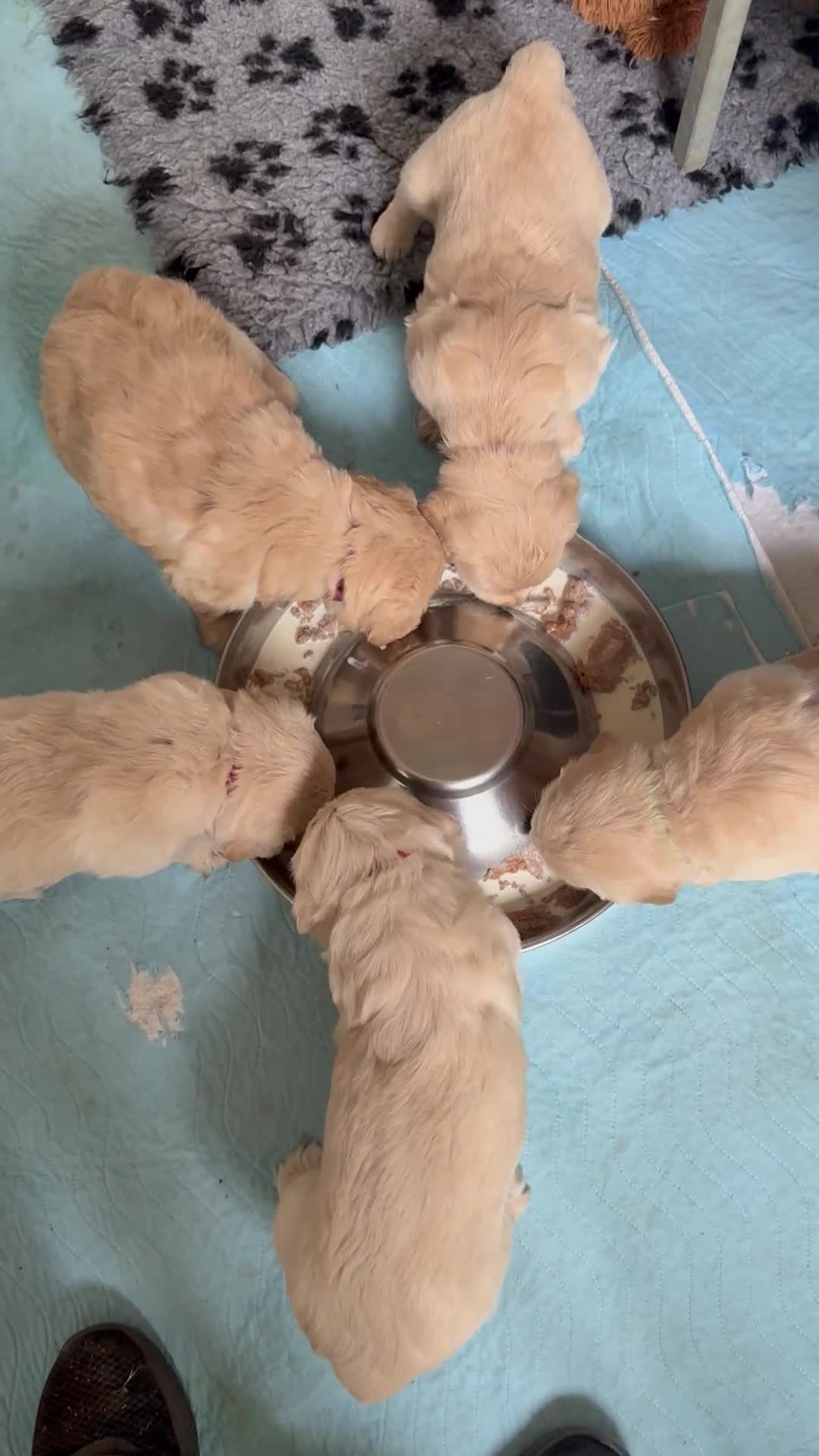 Golden Retriever dogs for sale: Stunning chunky golden retriever puppies  - Video 2