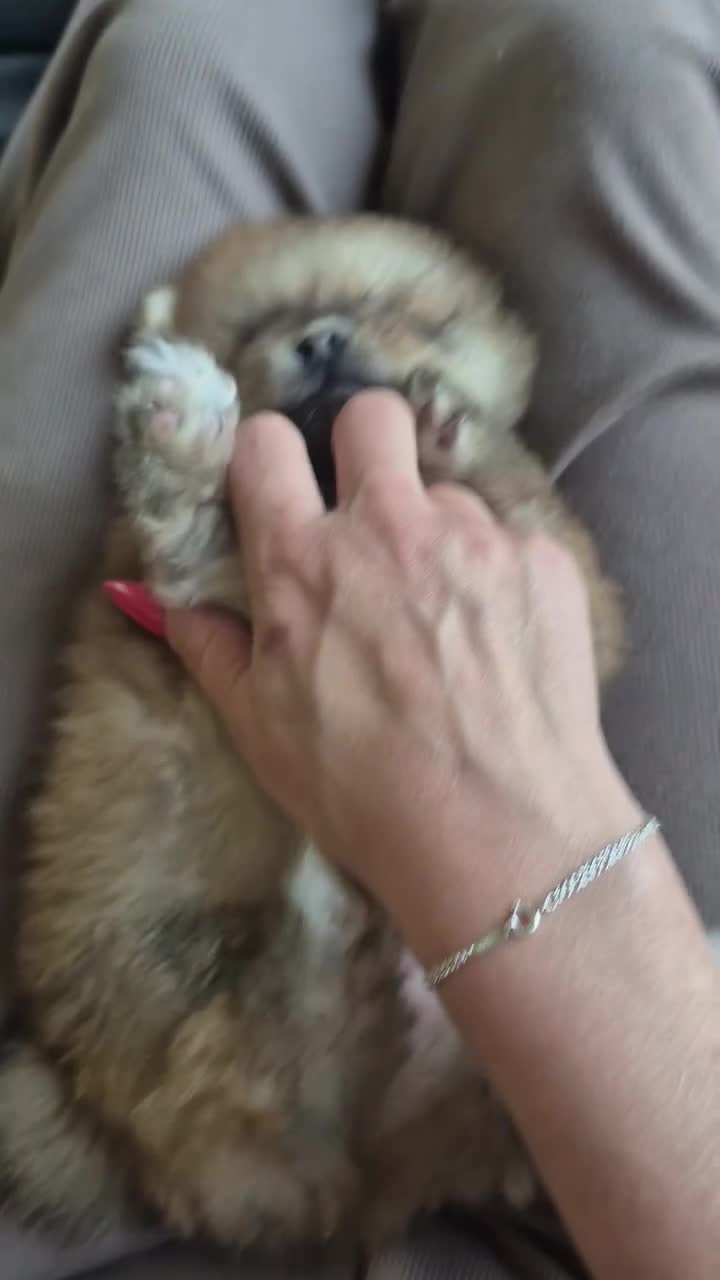 Pomeranian dogs for sale: Vito Pomleone  - Video 2