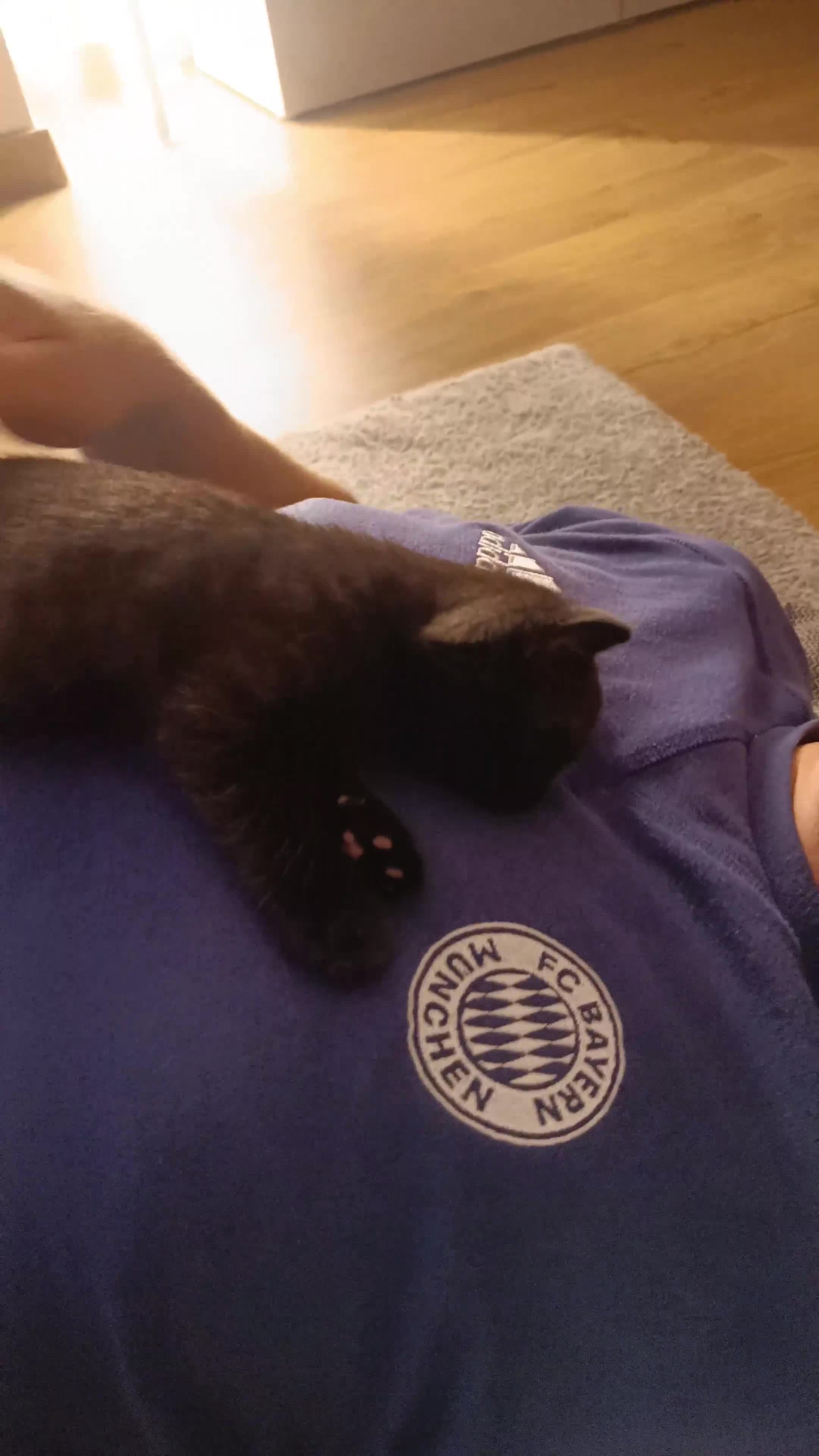 British Shorthair cats for sale: British shorthair x - Video 1