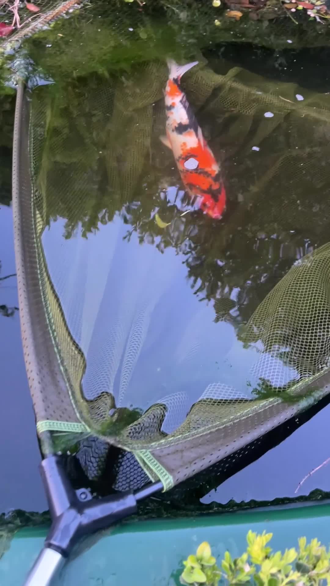 Koi Carp fish for sale: 2 x 40cm Koi Carp - Video 2