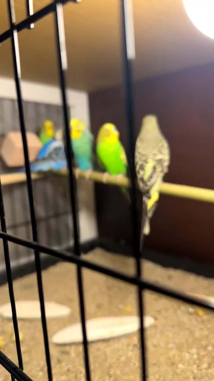 Budgerigars birds for sale: Budgies - Video 1