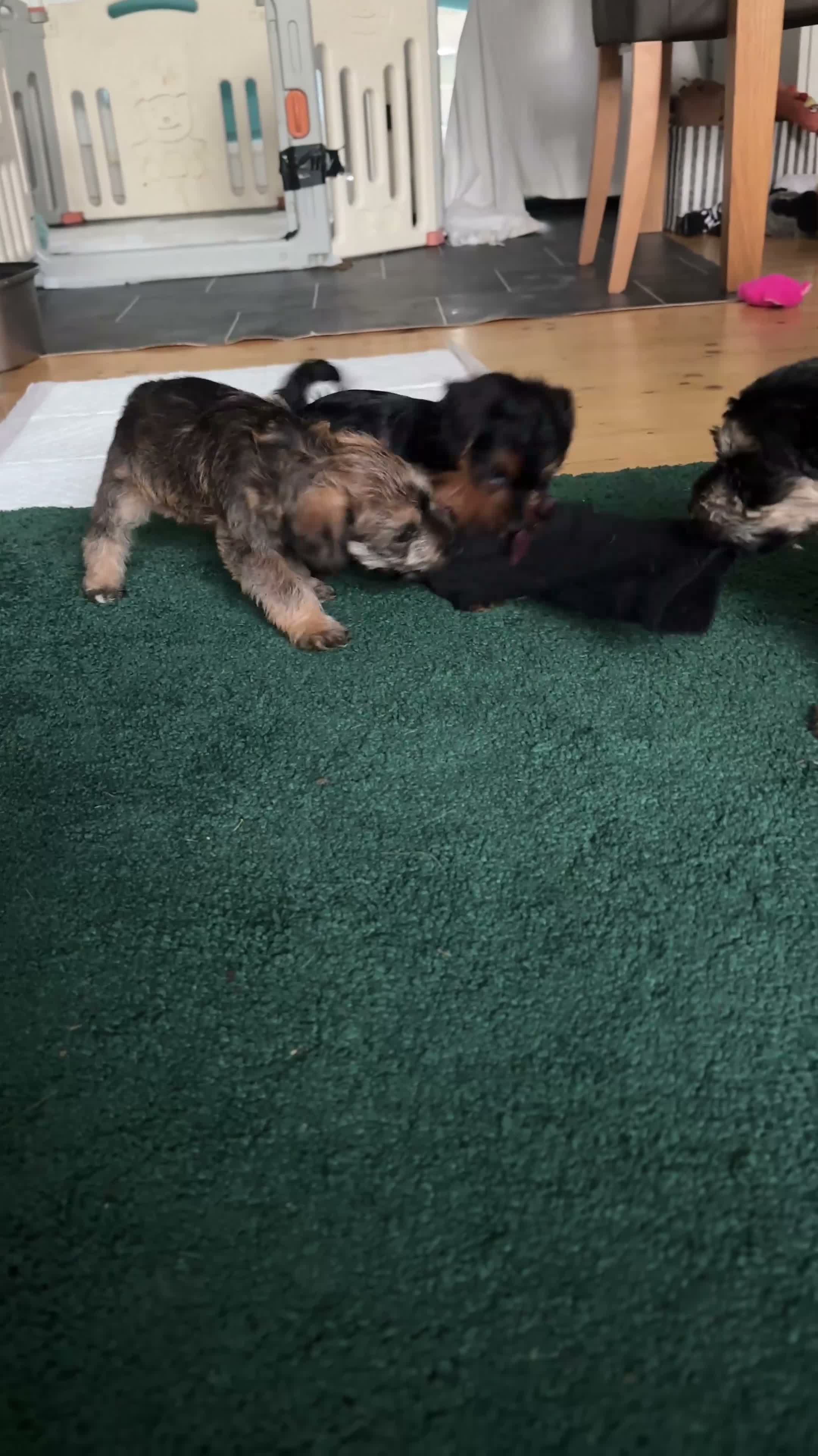 Mixed Breed dogs for sale: 1 left no more time wasters - Cute F1 Toy Jackapoo - Video 1