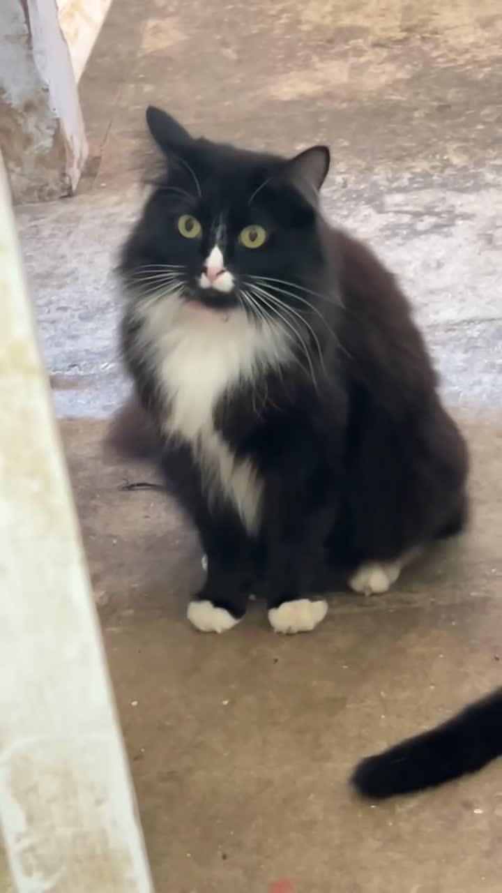 Mixed Breed cats for sale: FREE maincoone X domestic shorthair FREE - Video 1