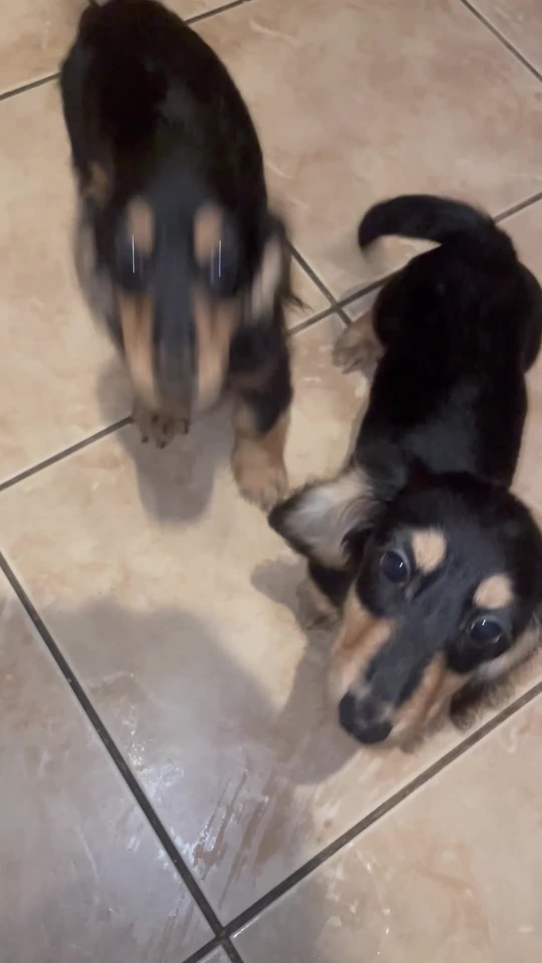 Miniature Dachshund dogs for sale: Kc Registered Long Haired Miniature Dachshunds - Video 1