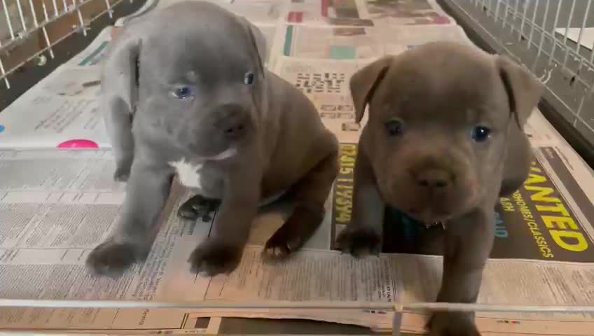 Staffordshire Bull Terrier dogs for stud: OUTSTANDING QUALITY BLUE STUD (PROVEN) in Hounslow - Video 5