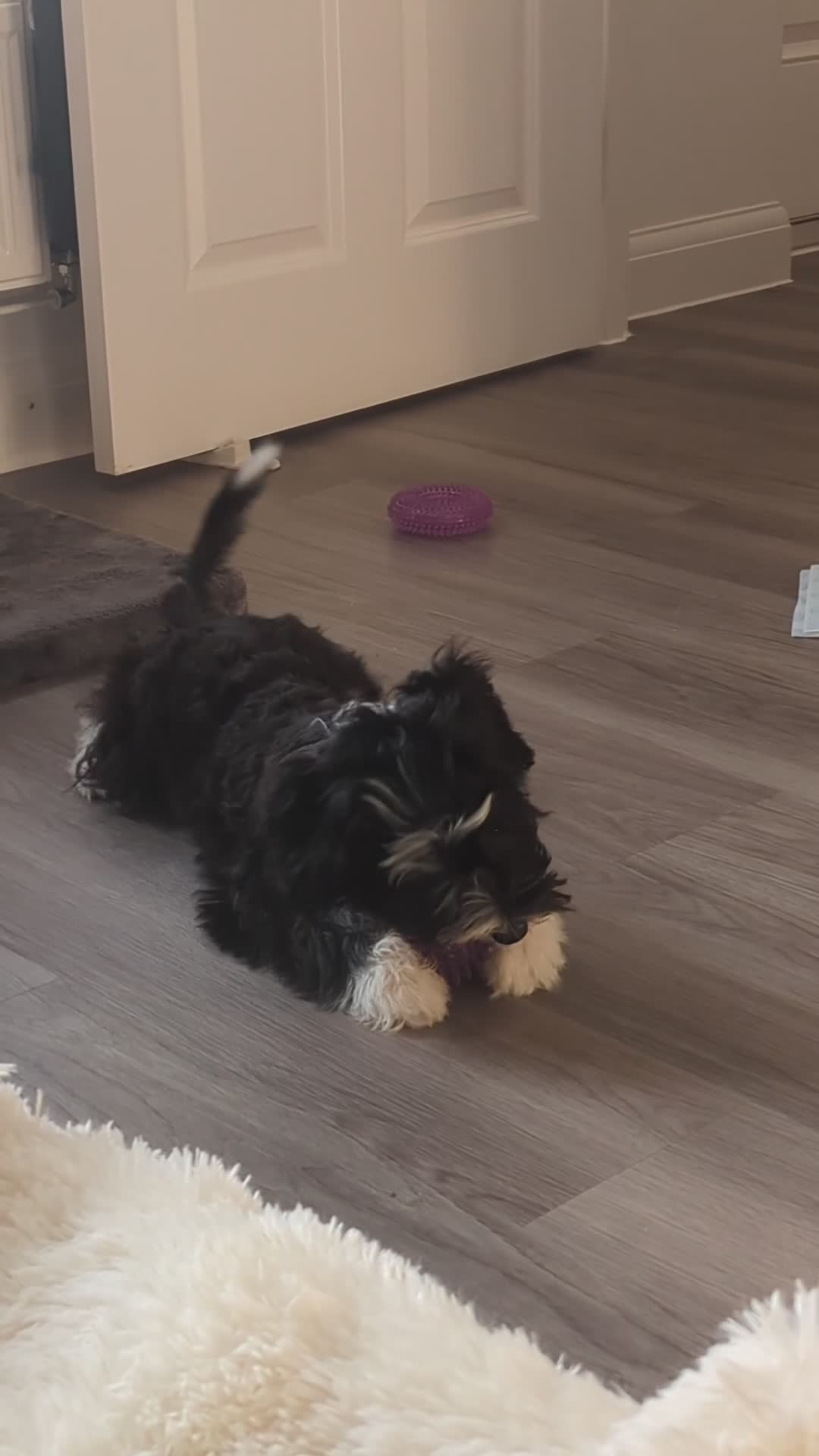 Chinese Crested dogs for sale: Chinese Crested Powder Puff - Female, 4 Months Old - Video 2