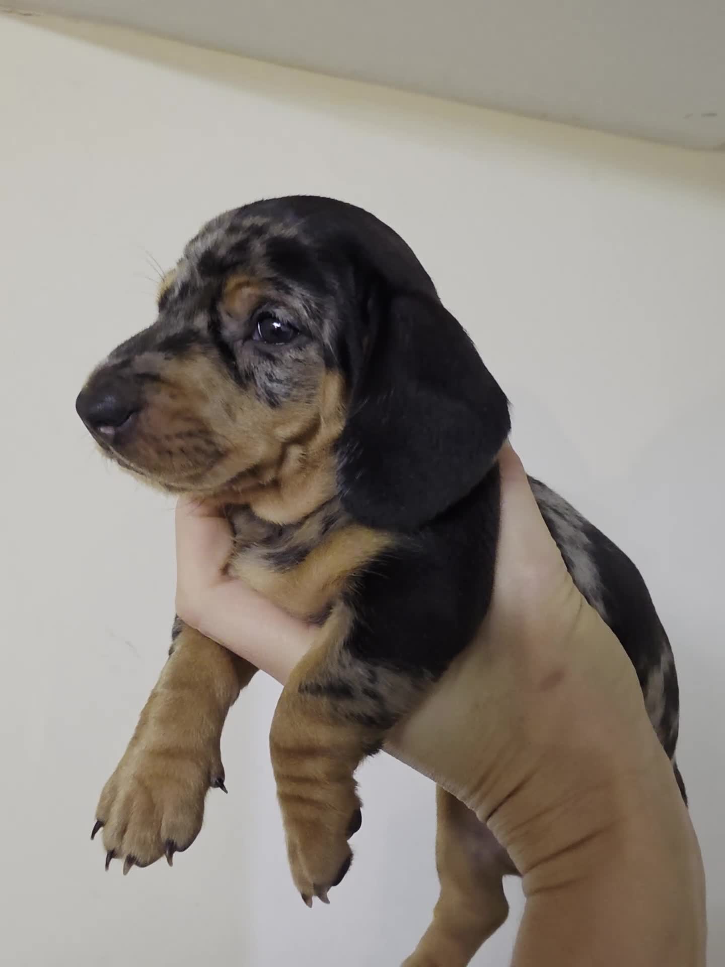 Dachshund dogs for sale: Standard Dachshund Show-quality Puppies - Video 3