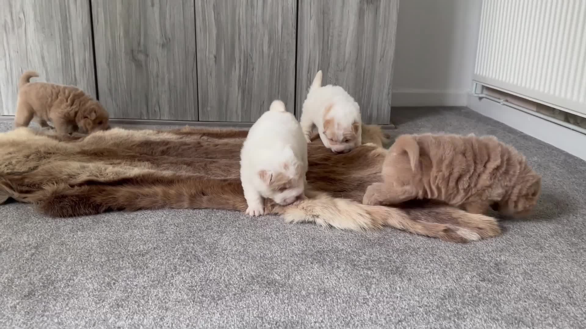 Shar Pei dogs for stud: Choc and tan top quality Sharpei stud  - Video 1